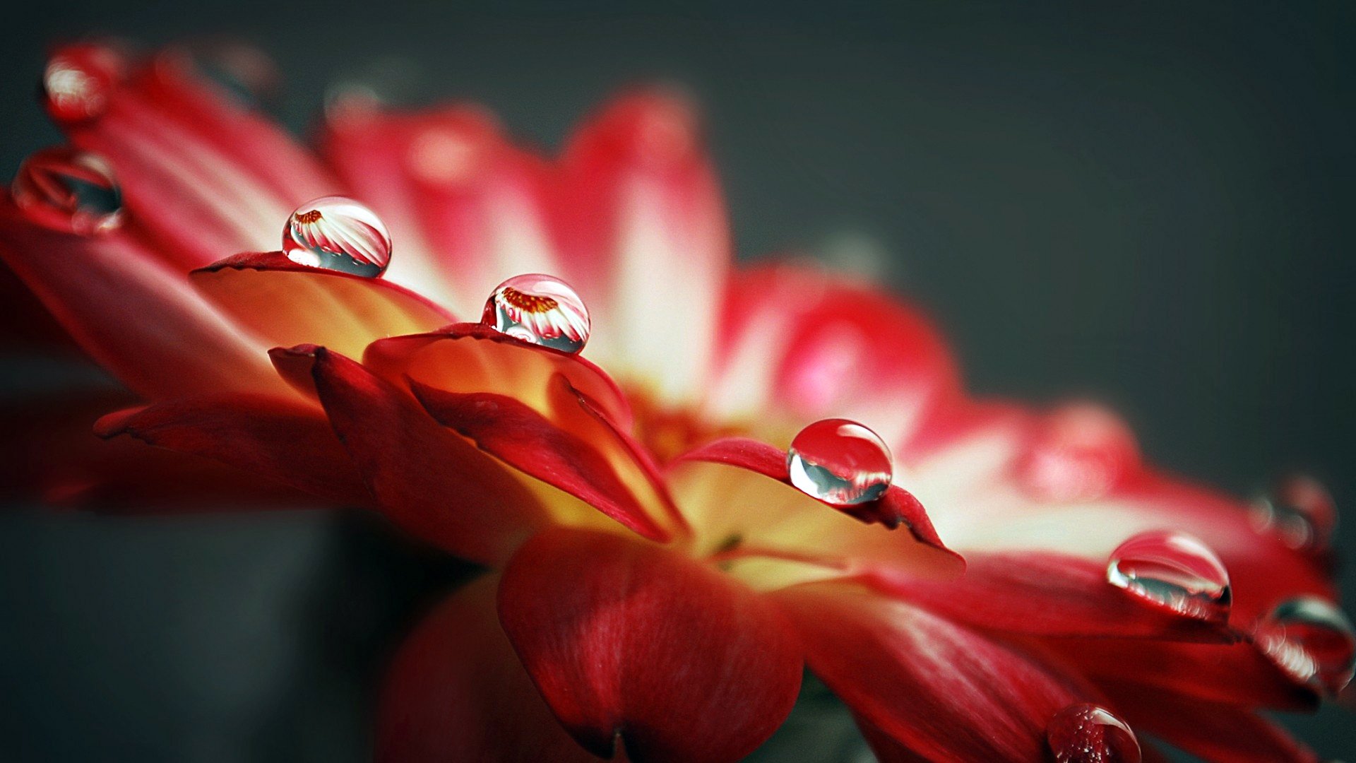 rojo pétalos gotas agua rocío reflexión lente macro