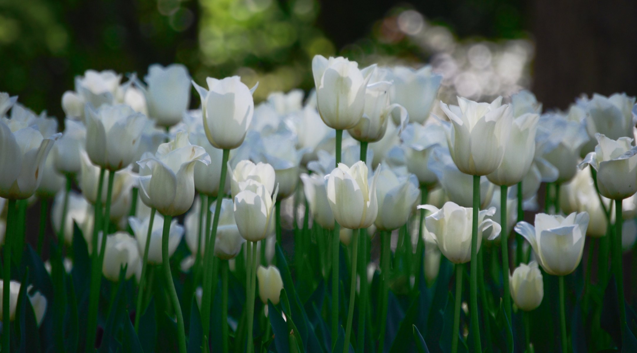 bianco tulipani fiori molto