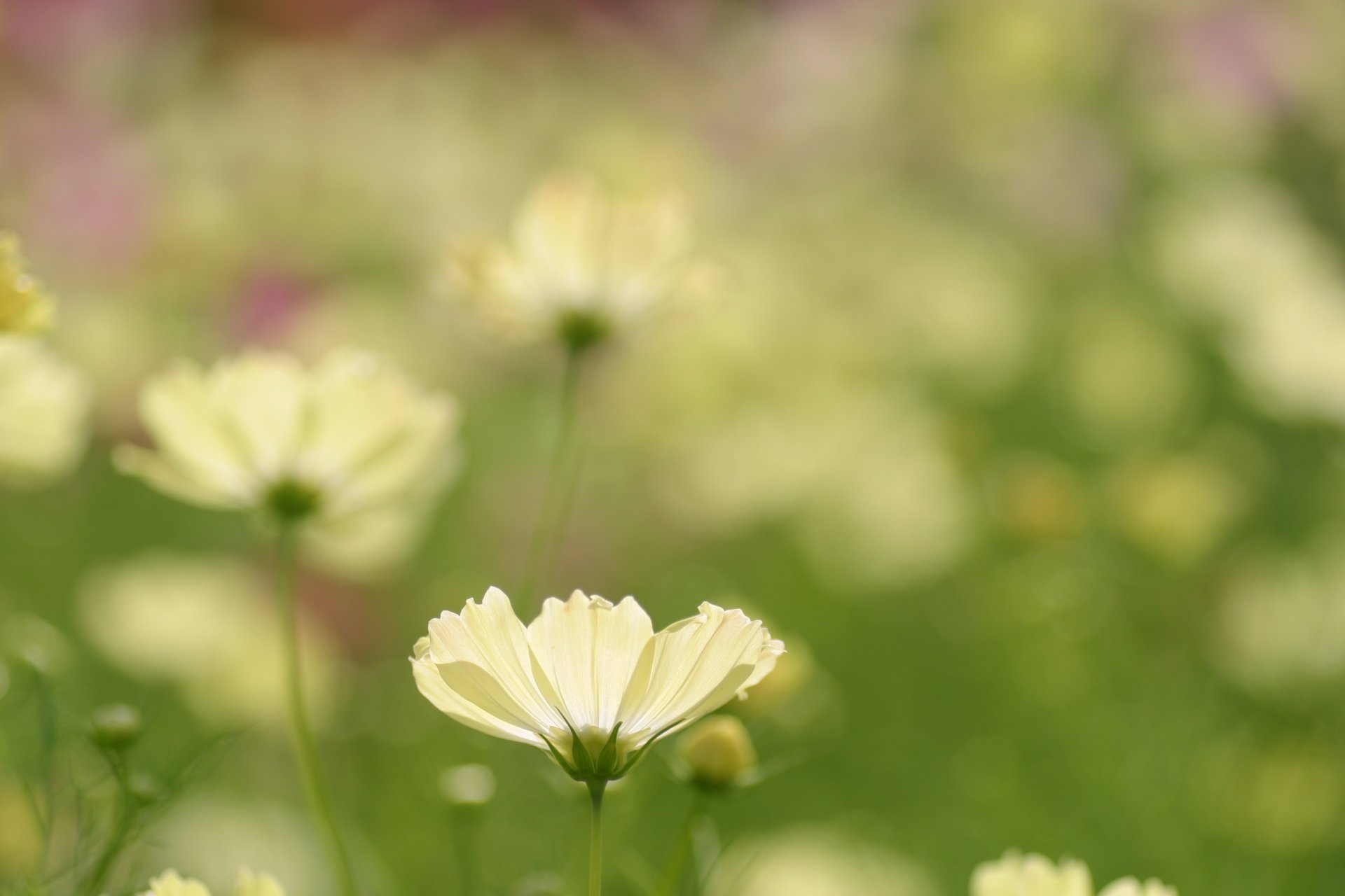 cosmea flower field white petals plants clearing nature greenery blurriness macro