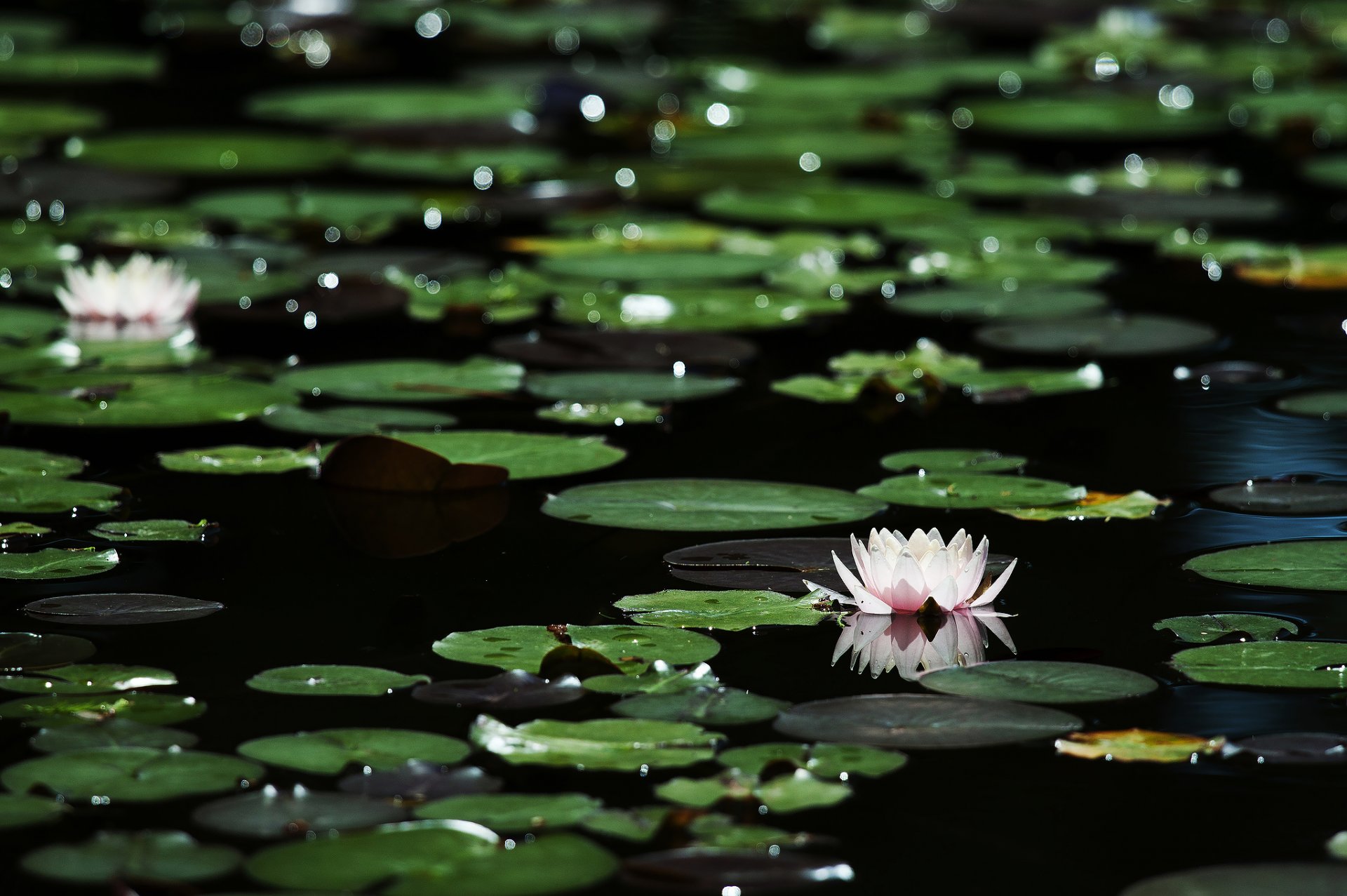 fiori ninfee foglie luci bokeh acqua scura