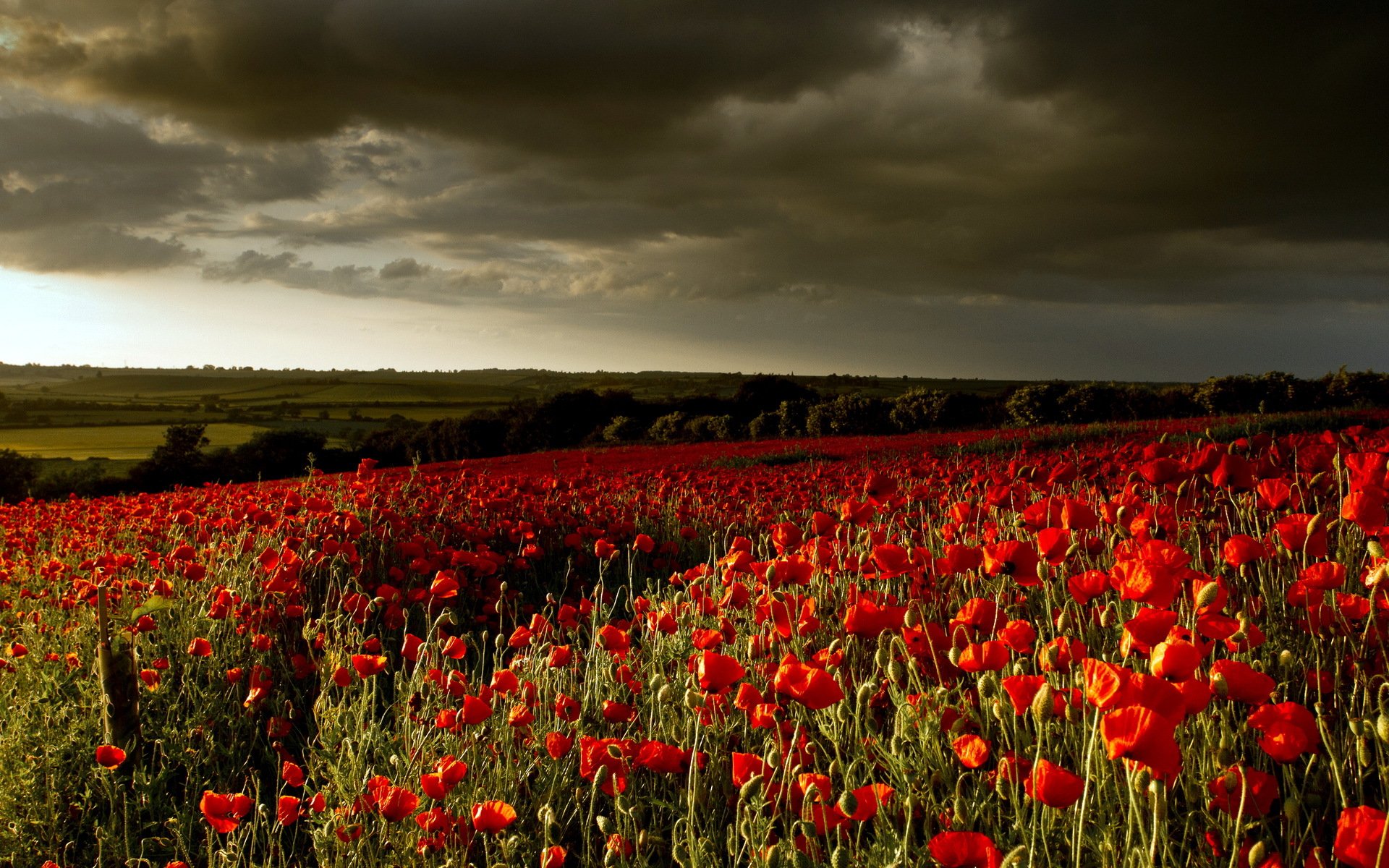 fiori papaveri cielo paesaggio