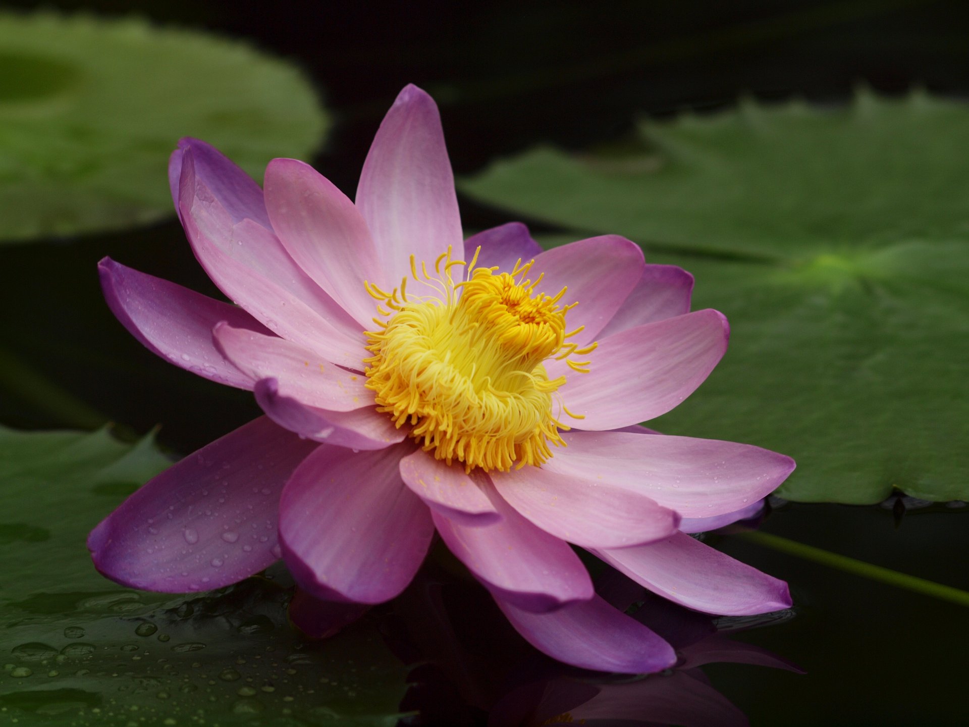 blume lotus seerose seerose teich rosa groß blätter