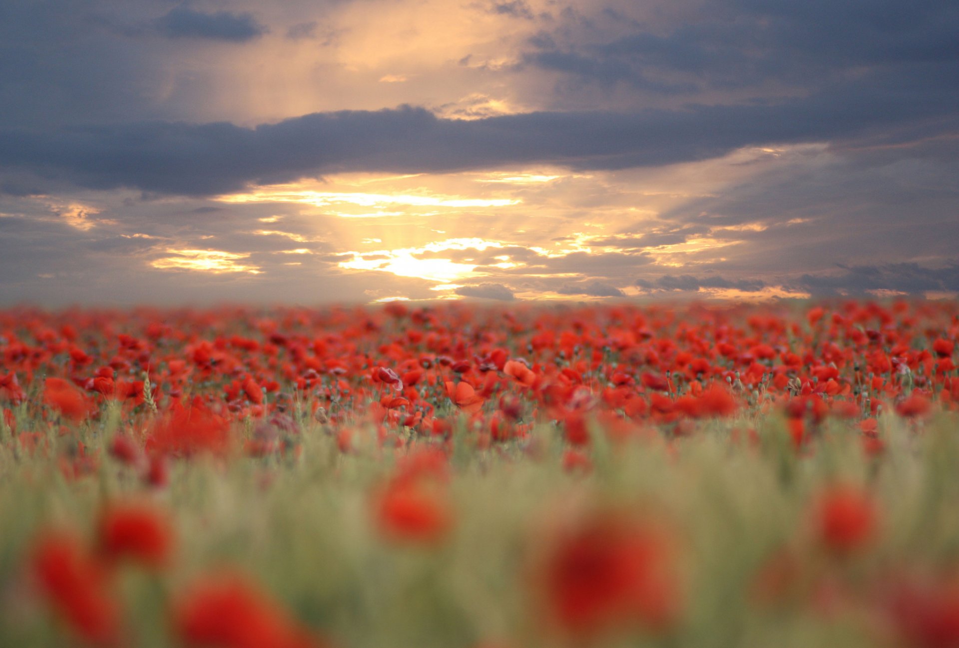 papaveri rosso fiori campo sfocatura sera tramonto cielo nuvole