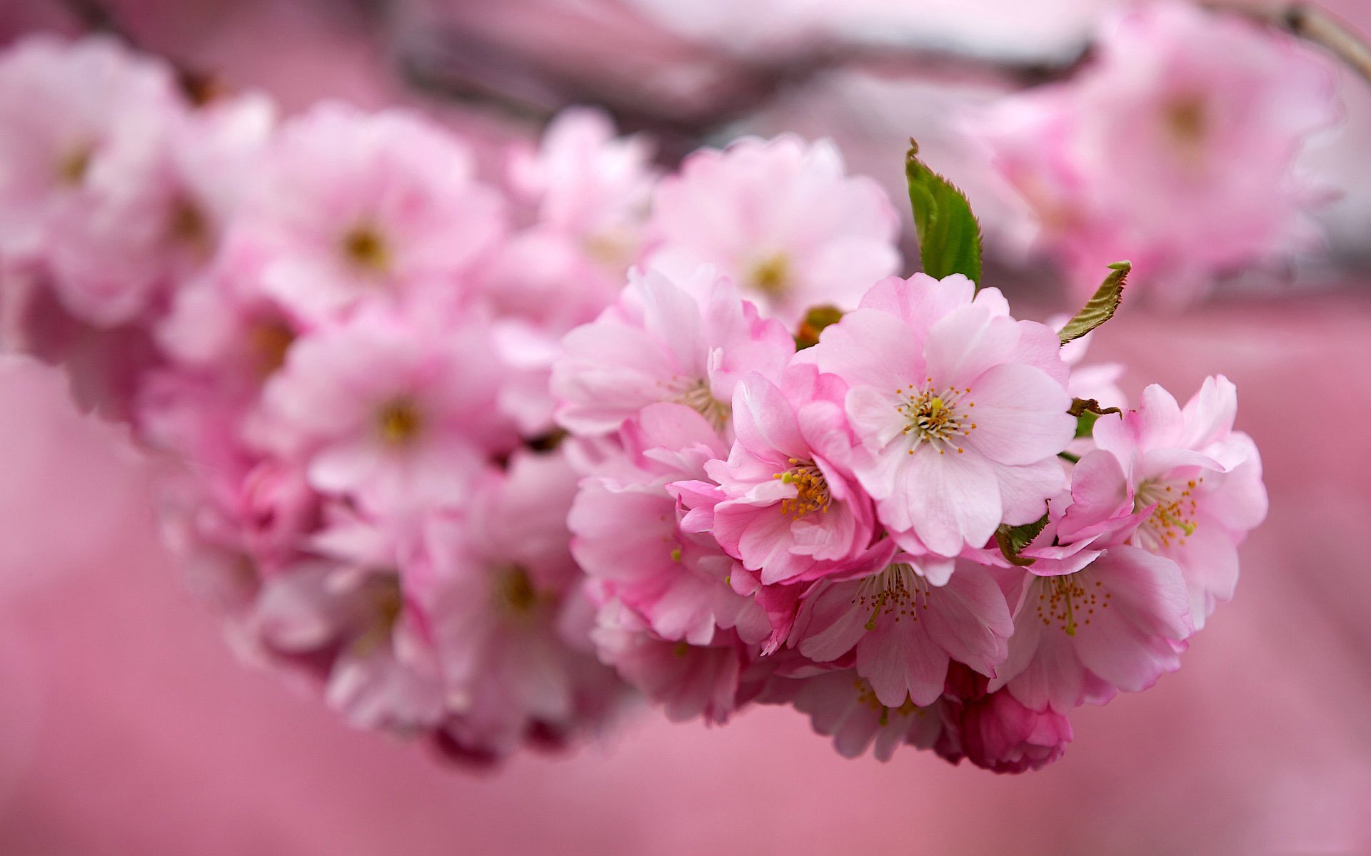 fiori sakura ciliegia ramo