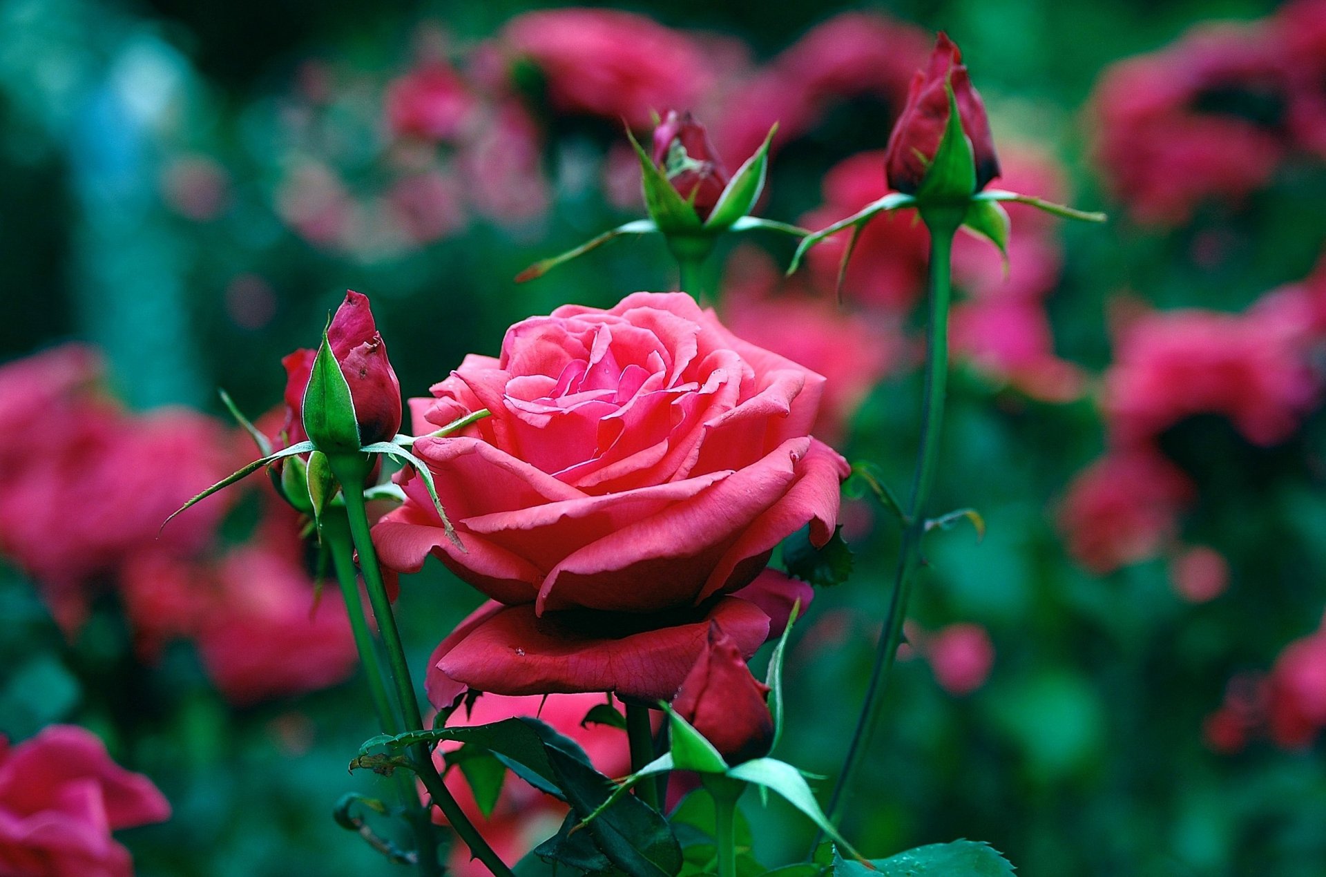 rojos rosas pétalos brotes parterre jardín