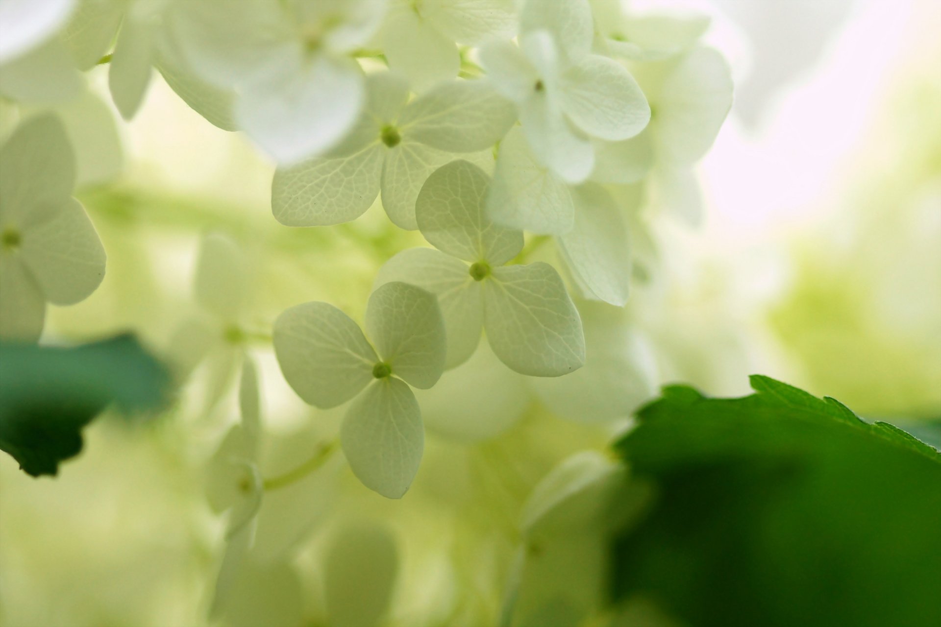 macro flores hortensia blanco luz hojas