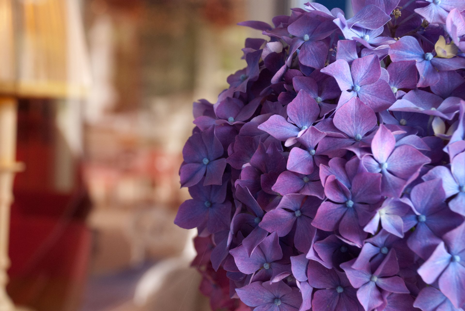 hortensia fleurs gros plan salle bokeh