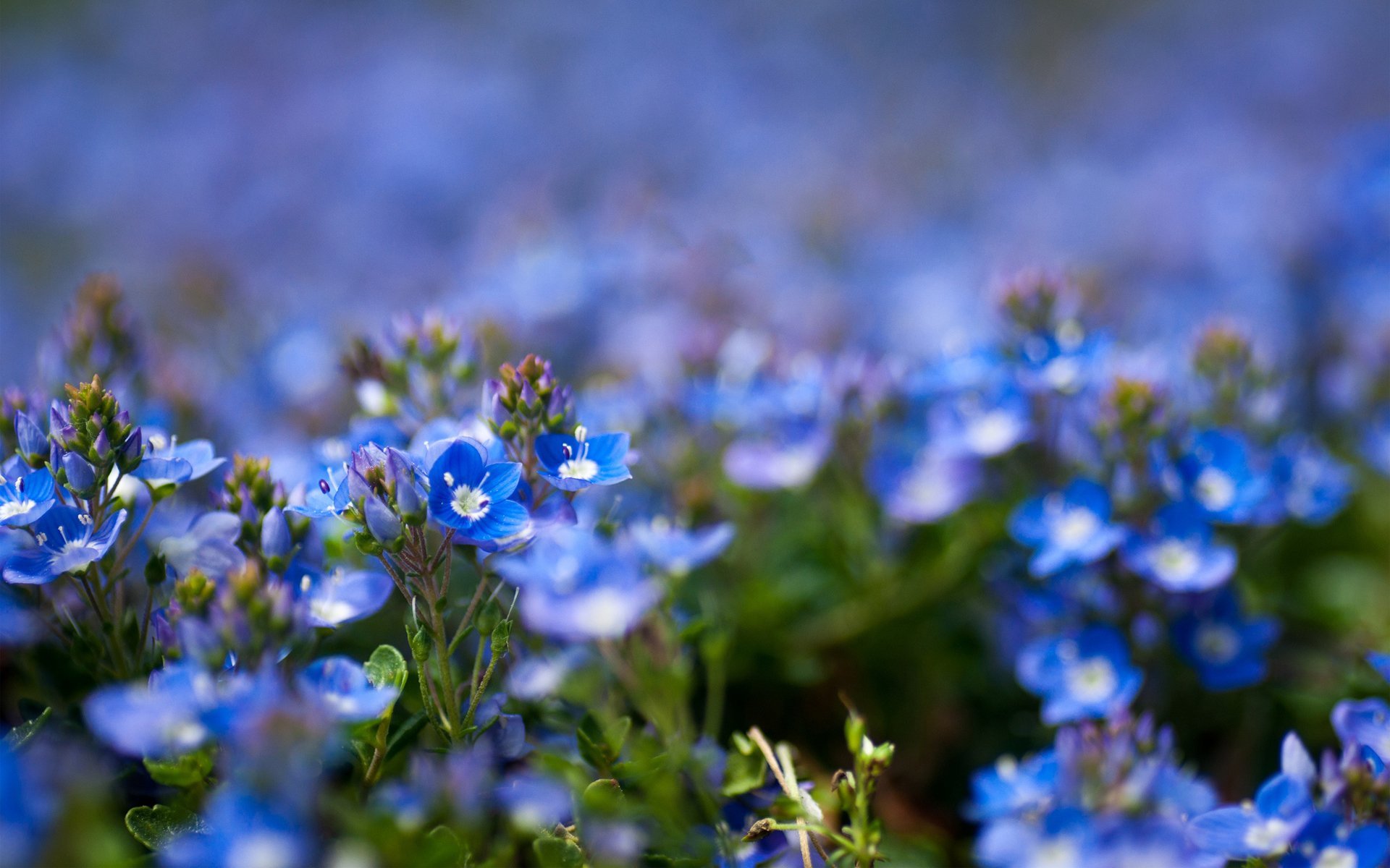 blau feld blumen fokus