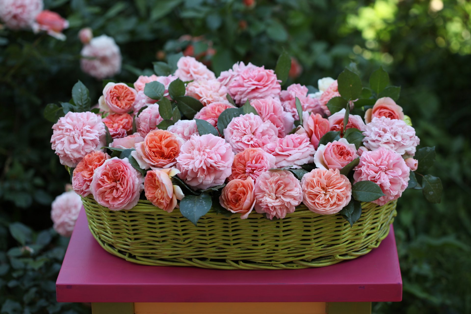 roses panier bourgeons © elena di guardo