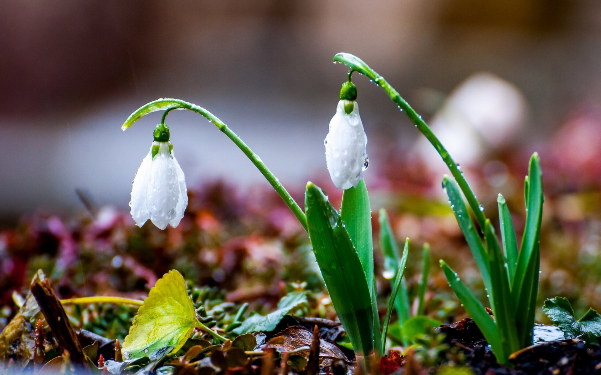 schneeglöckchen frühling regen