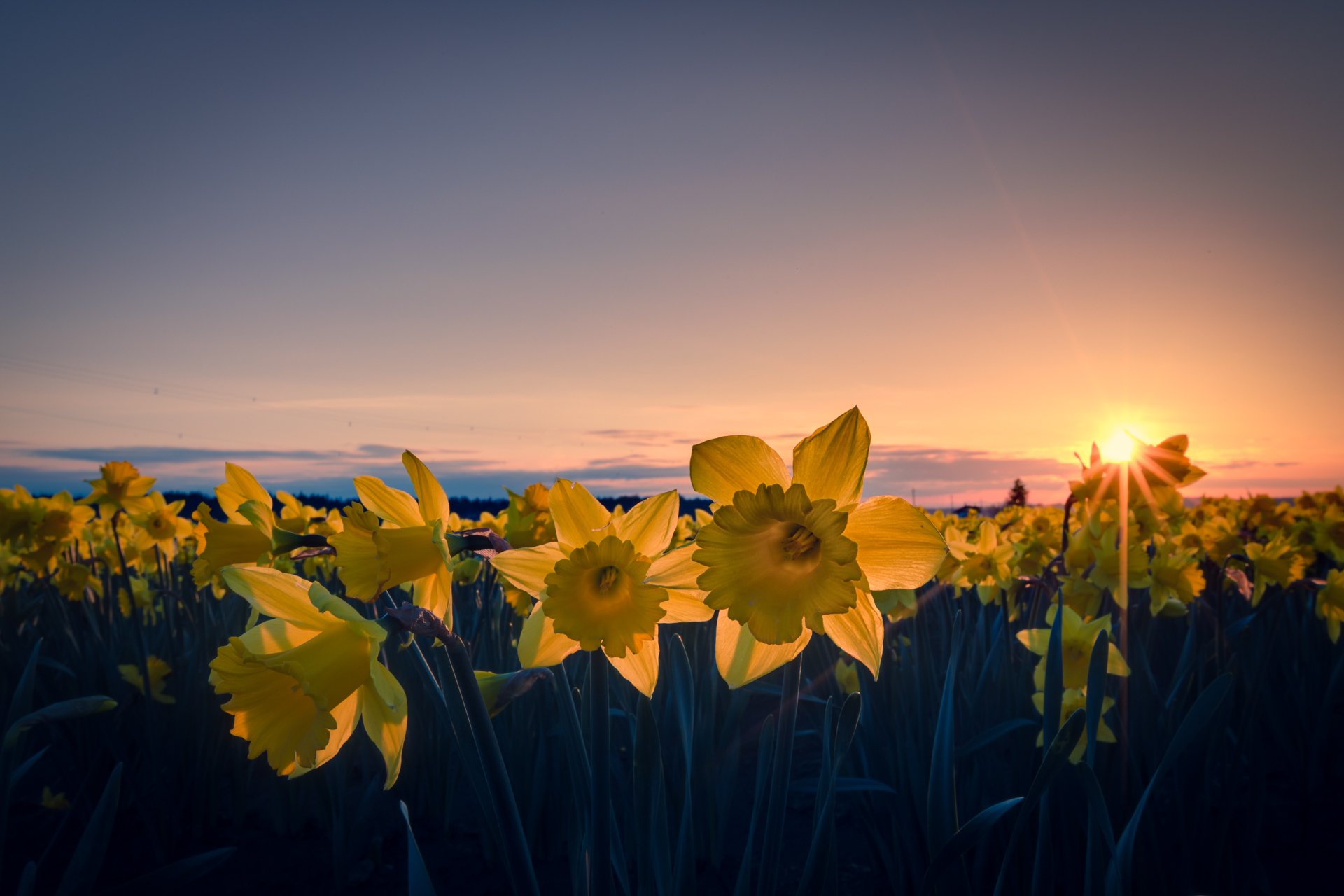 narzissen gelb blütenblätter blumen feld abend sonne strahlen orange sonnenuntergang himmel wolken drähte