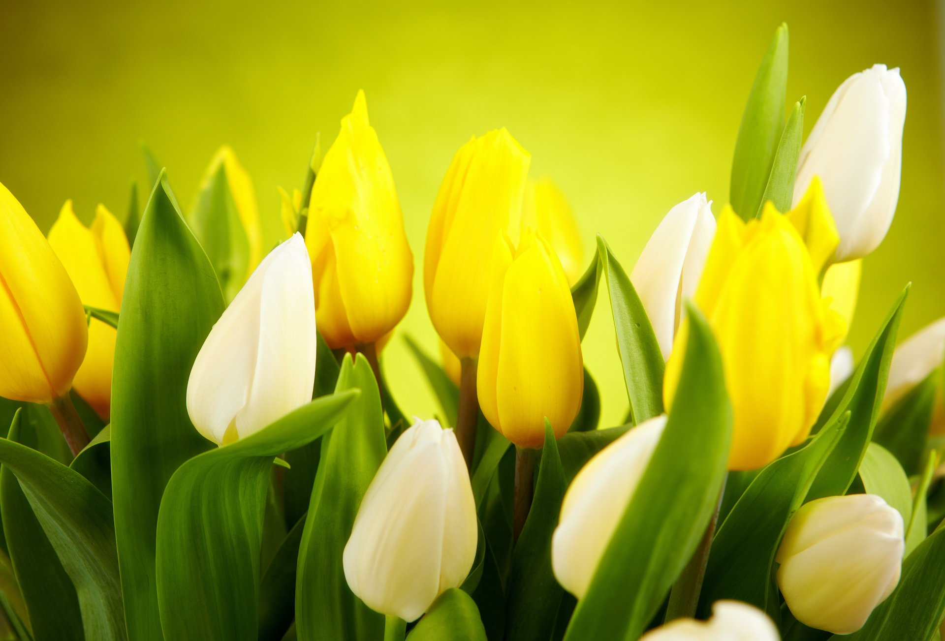 tulips white yellow flower spring buds leaves background green