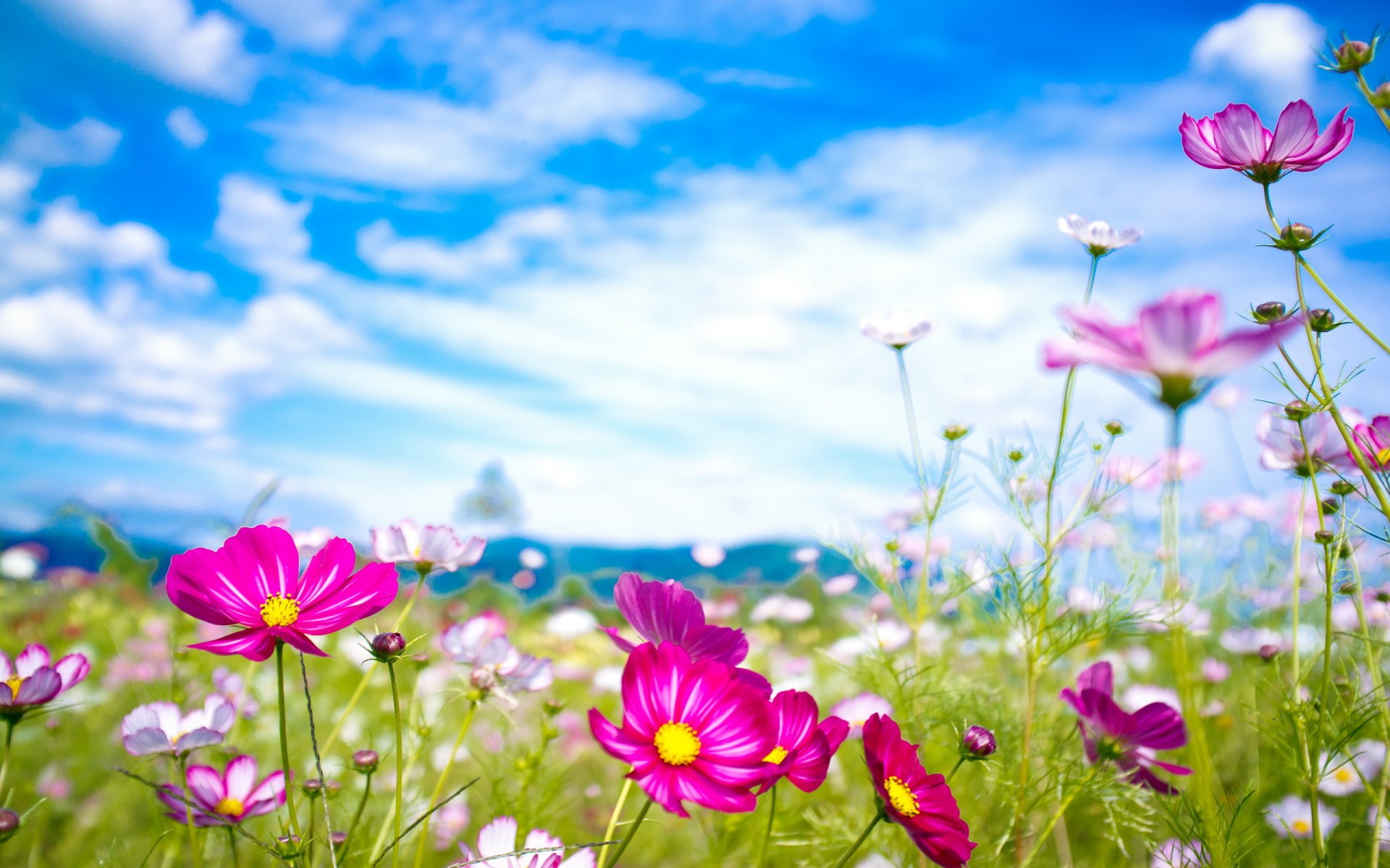 fleurs nature été