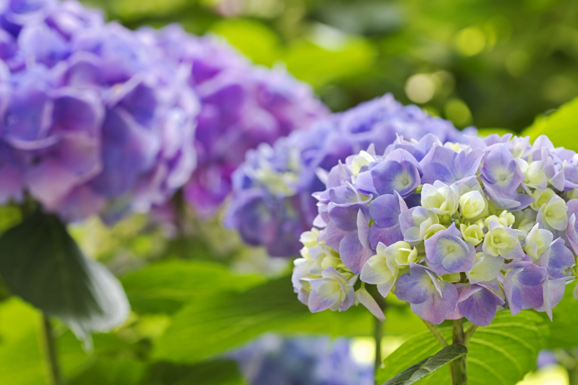 hortensia inflorescencia macro