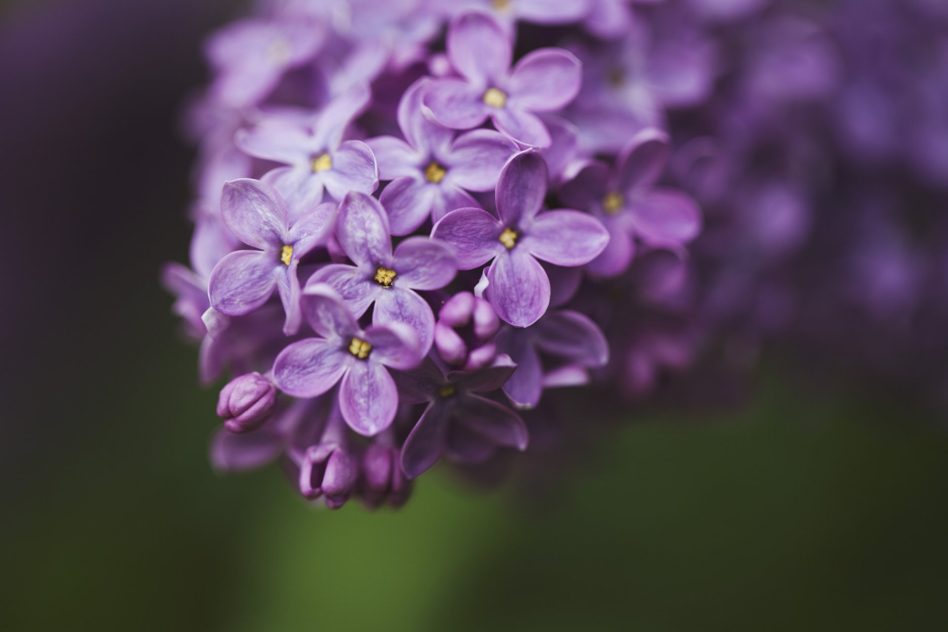 lilla lilla viola fiori petali macro ramo verde sfondo