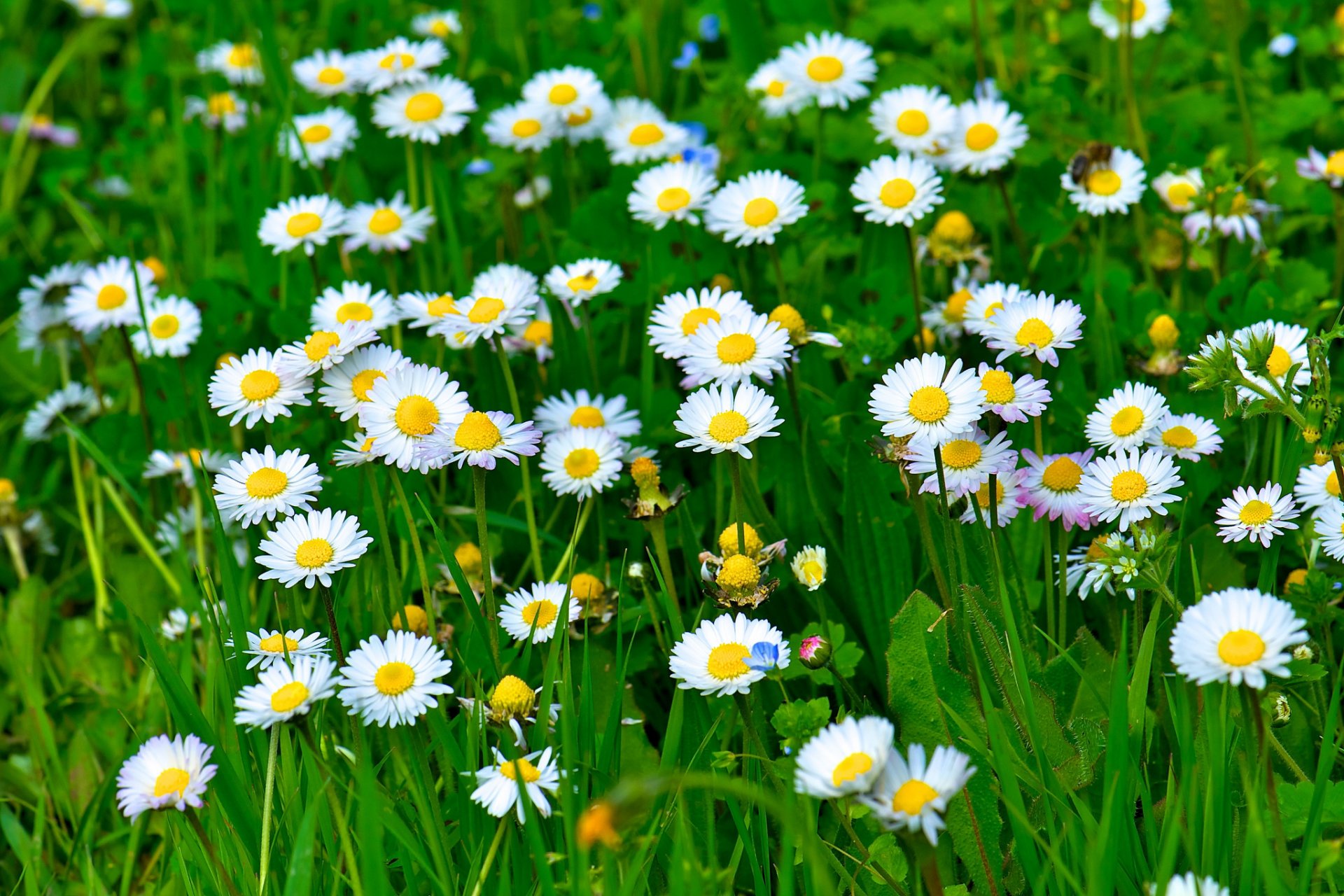 chamomile flower petals white grass leaves green nature