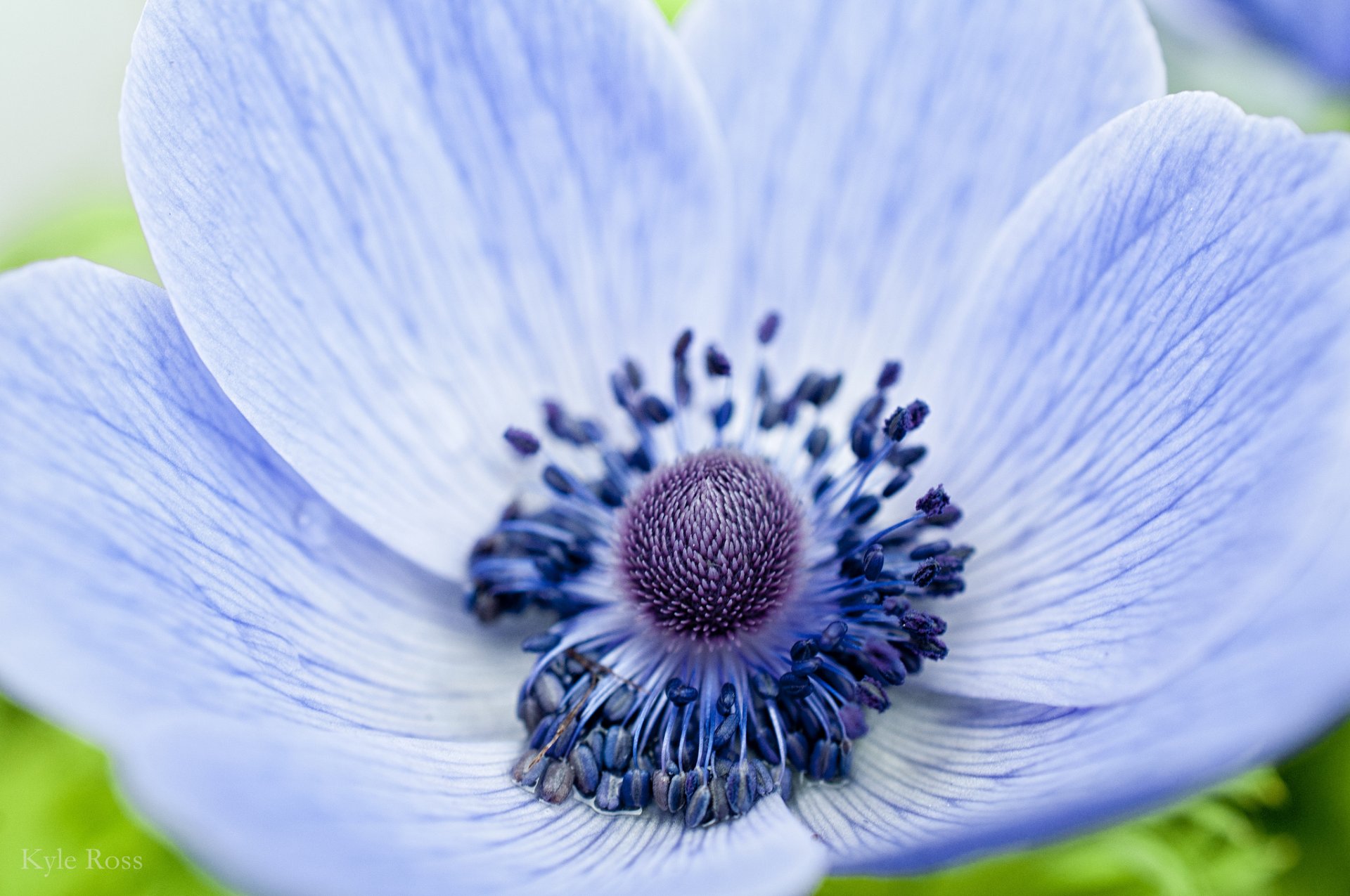 anemone windmühle blau blume blütenblätter makro fokus