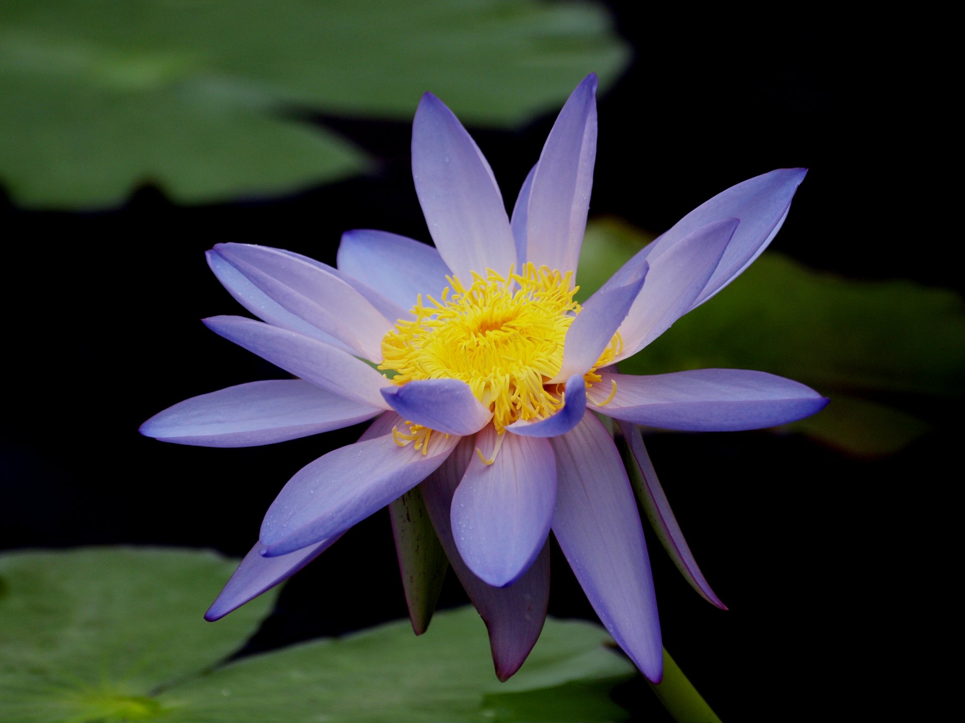 lotus waterlily water lily blue flower close up leaves pond