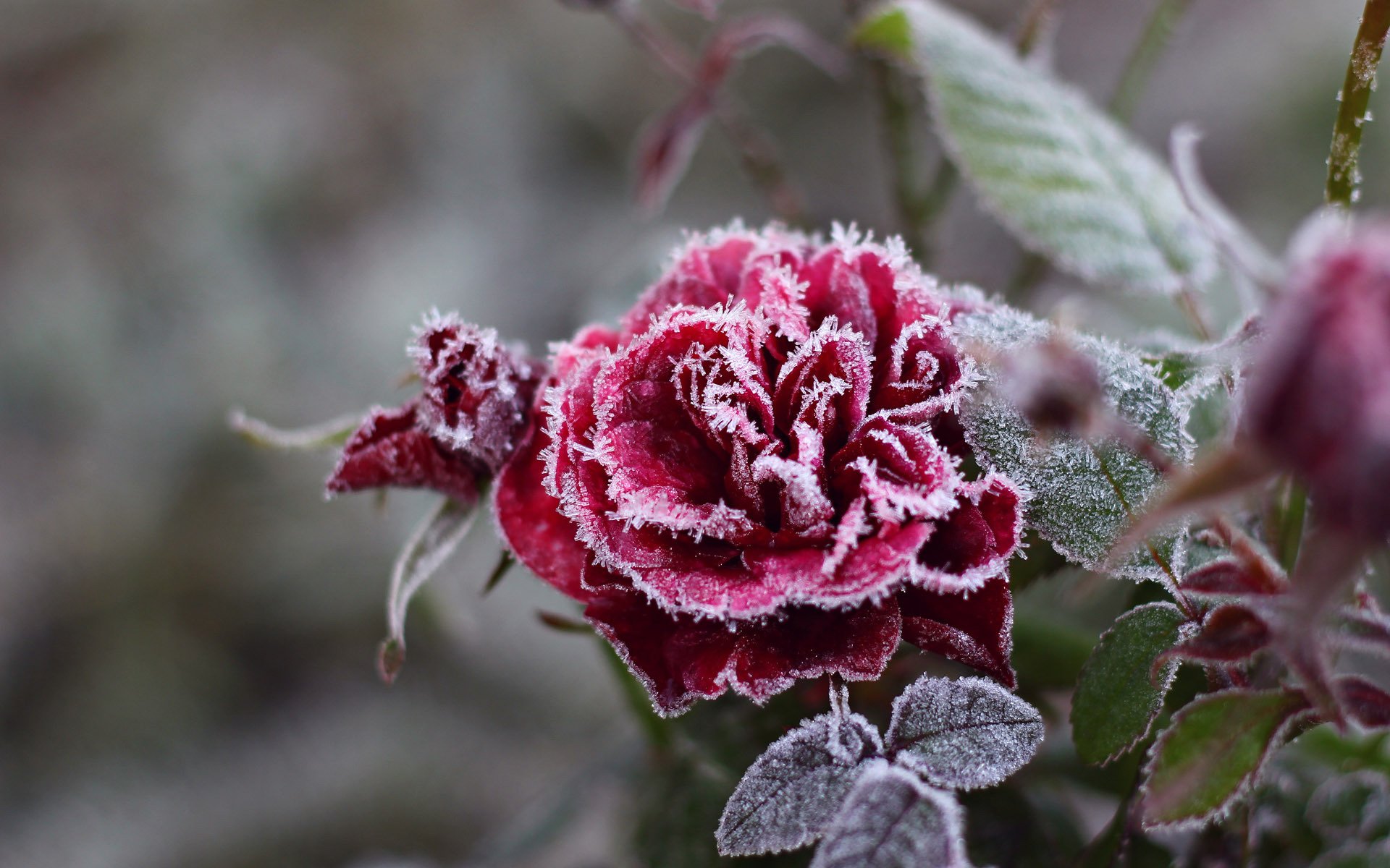 rosa flor rojo escarcha escarcha frío cristales copos de nieve