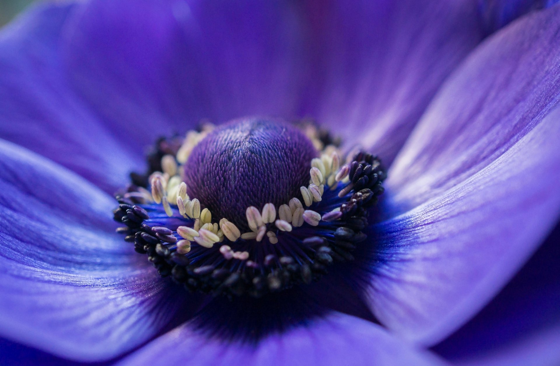 anemone anemone blue flower petals macro focu