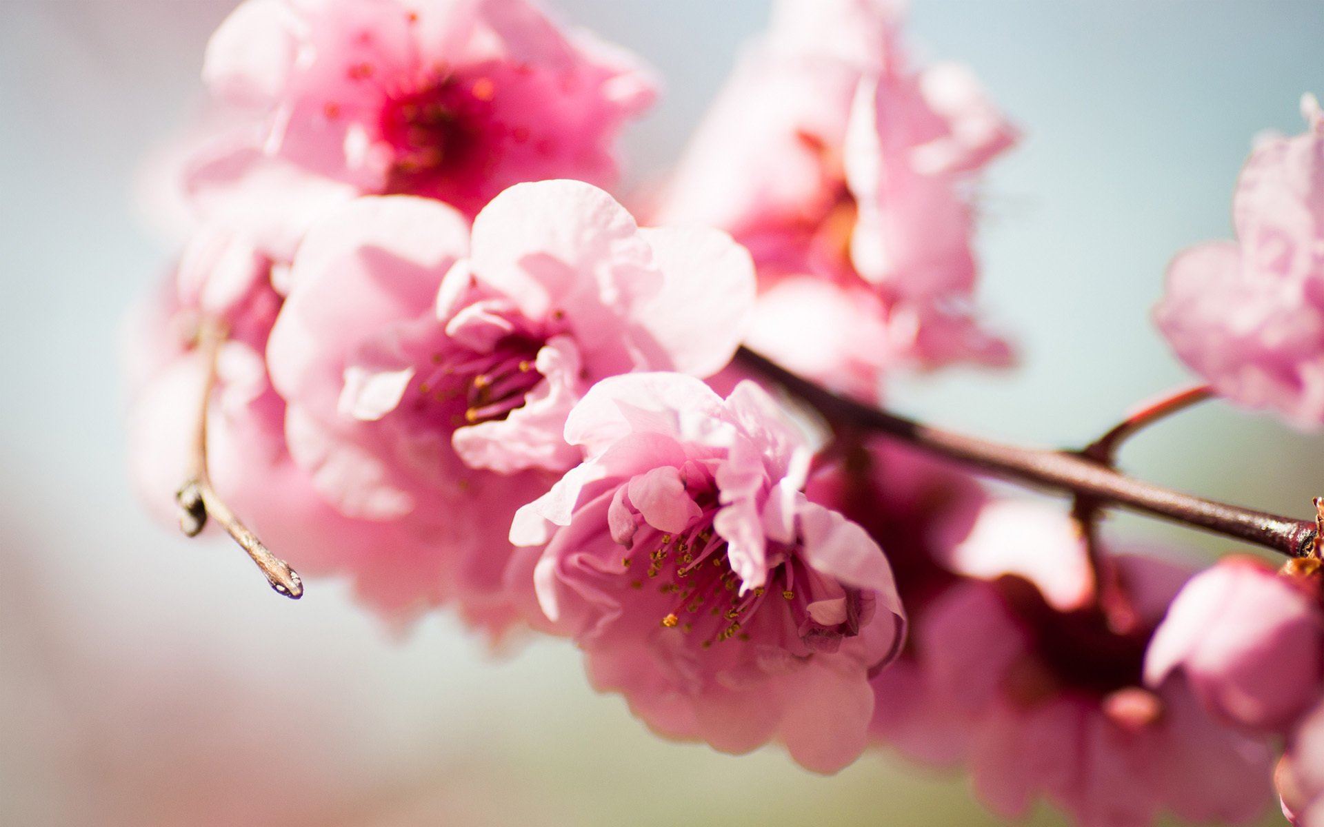 fiori rosa ramo albero fioritura primavera