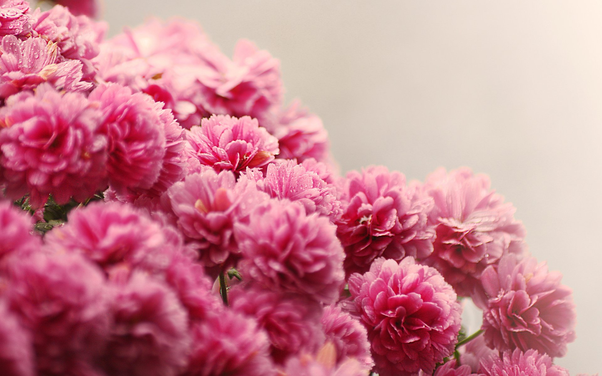 blumen rosa blumenstrauß tropfen wasser kleine