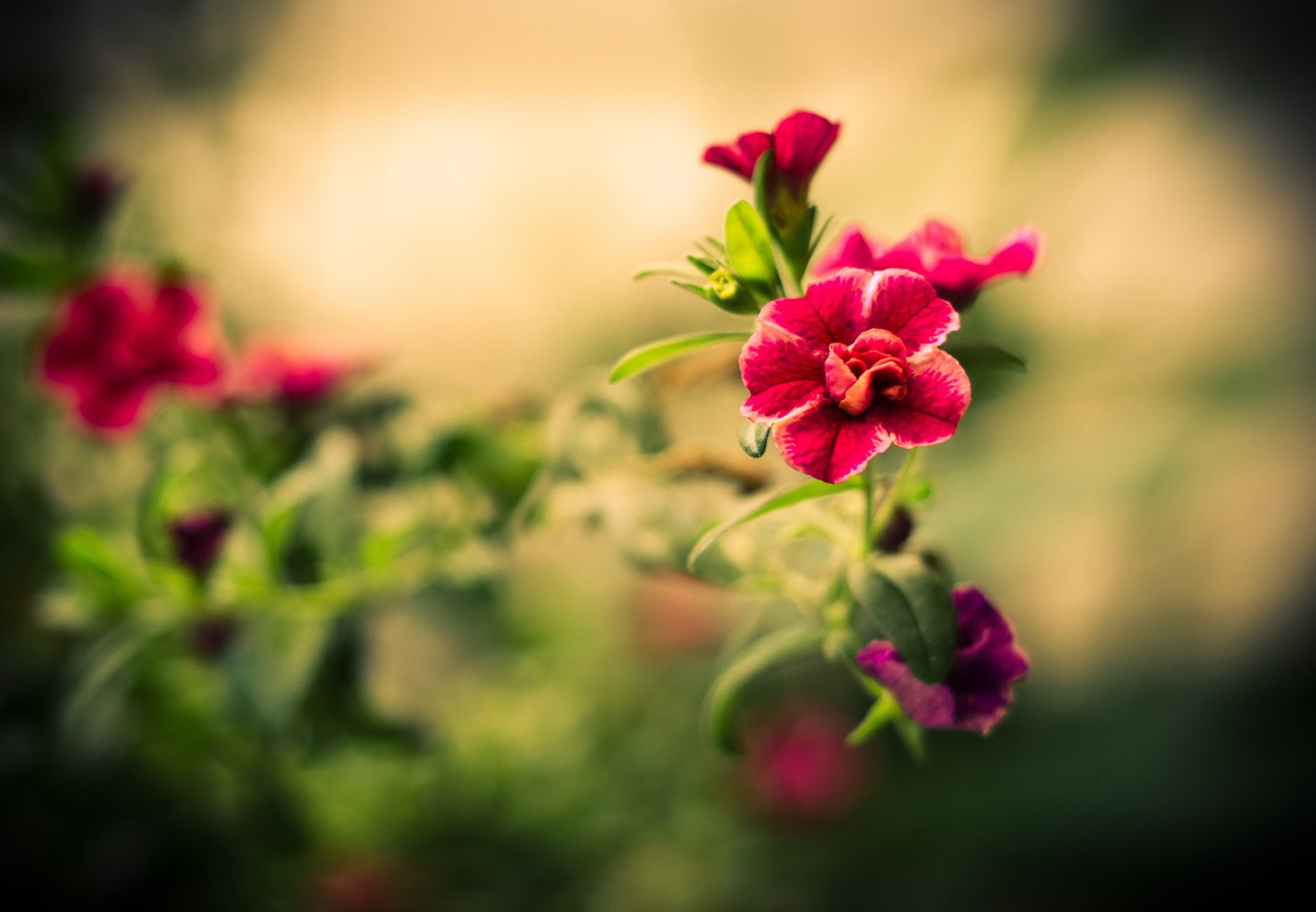 blume makro unschärfe blütenblätter fokus blumen stamm blätter rot