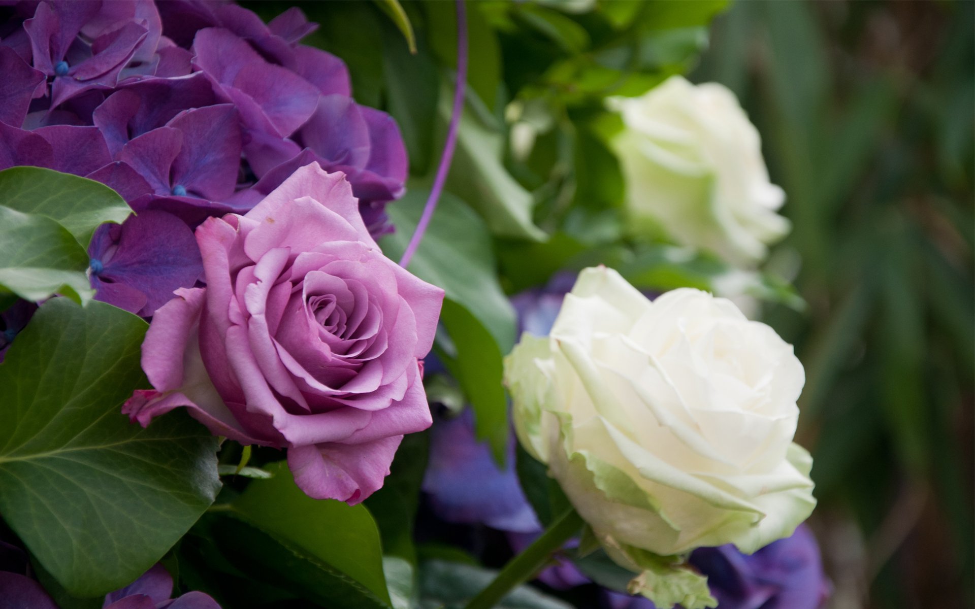 rosas arbusto lila blanco hojas hortensia