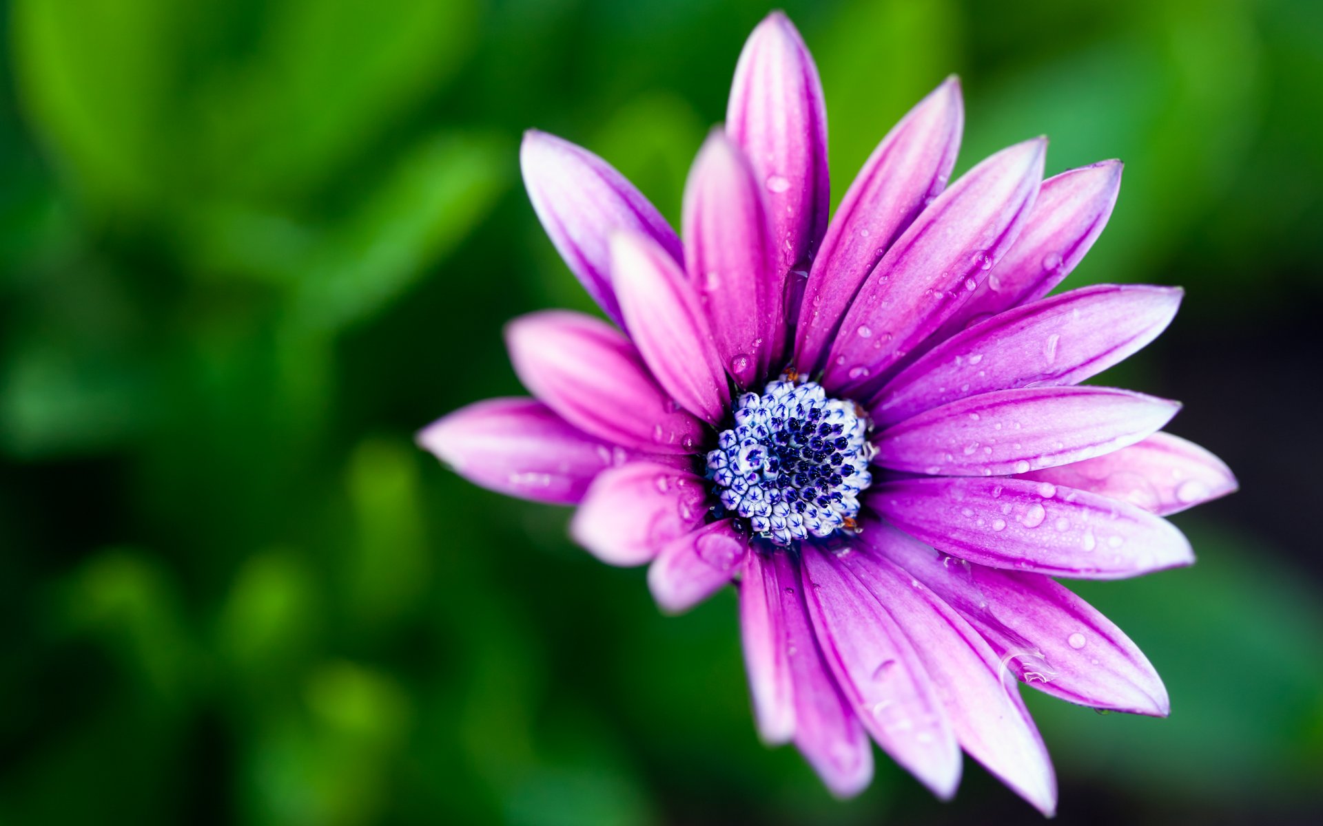 flower macro petals paints dew bokeh macro colors 1000000