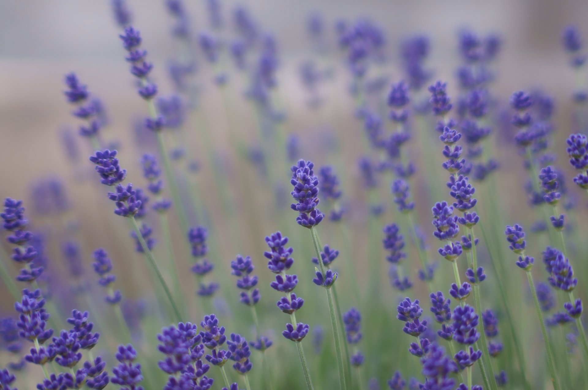 lavanda lilla viola fiori estate campo natura sfocatura