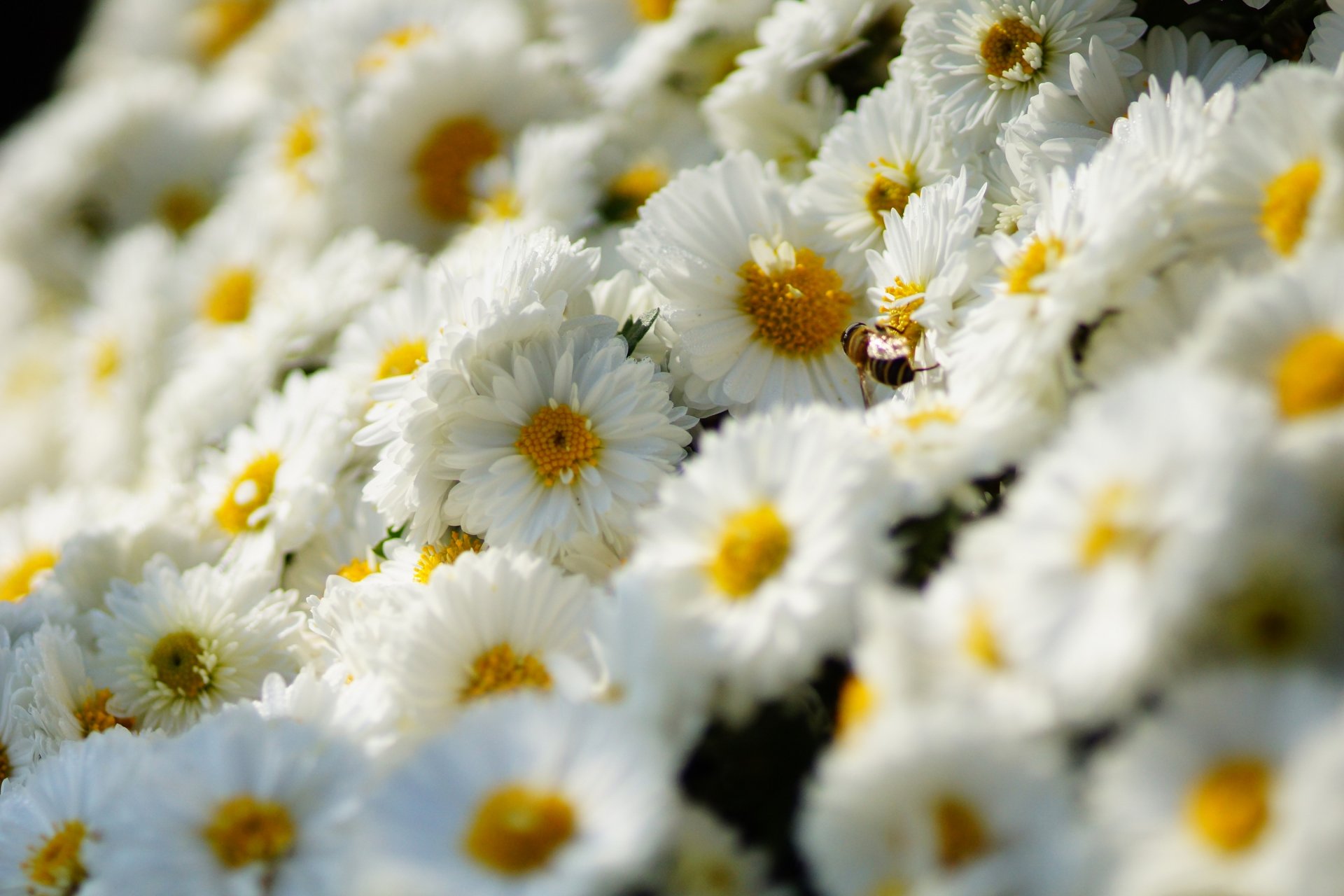 chrysanthemum white many flower bee insect