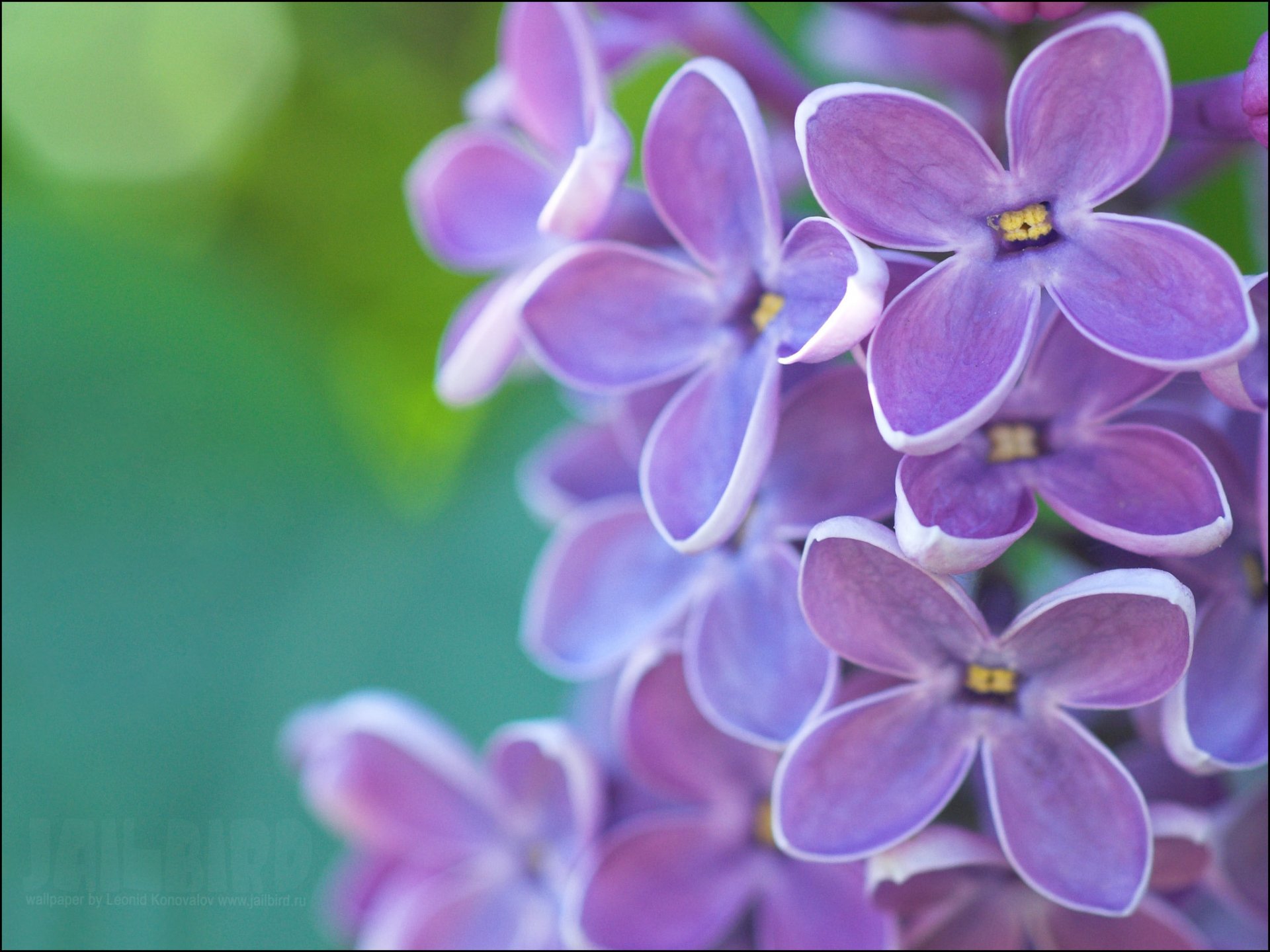 lilas violet émeraude printemps