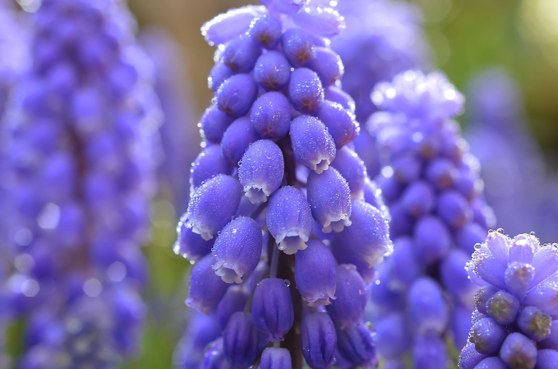 muscari blau blumen makro unschärfe tröpfchen tau