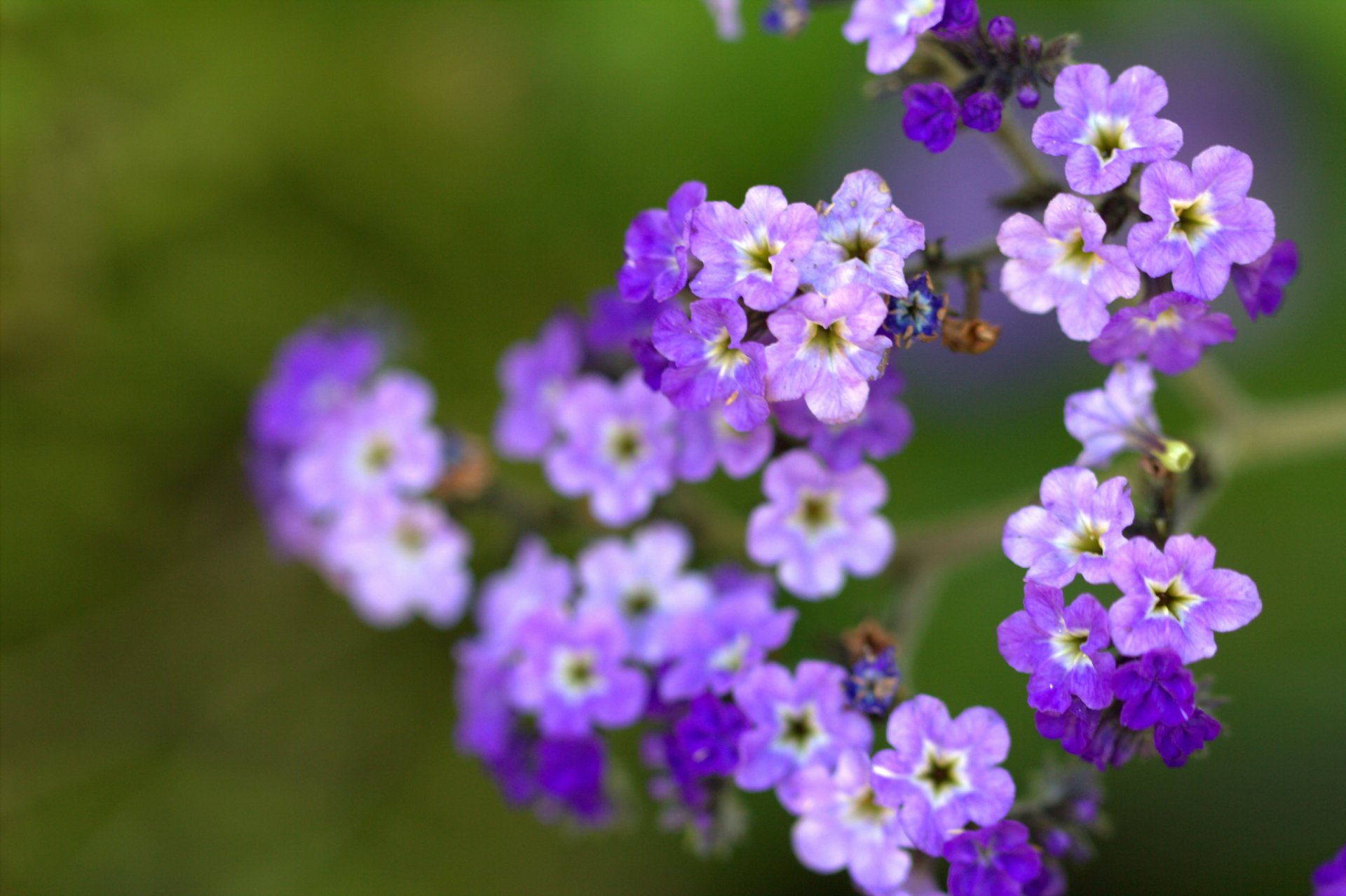 purple flower petals close up blur