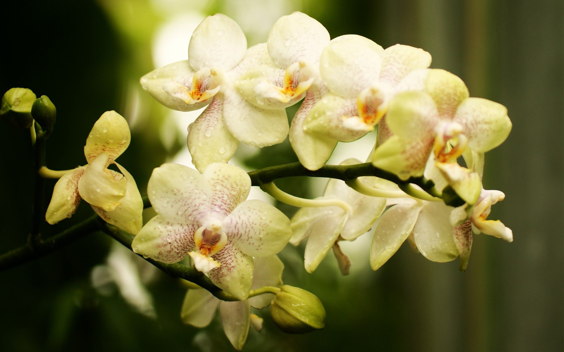 fleur branche orchidée phalinopsis bourgeons moucheté clair