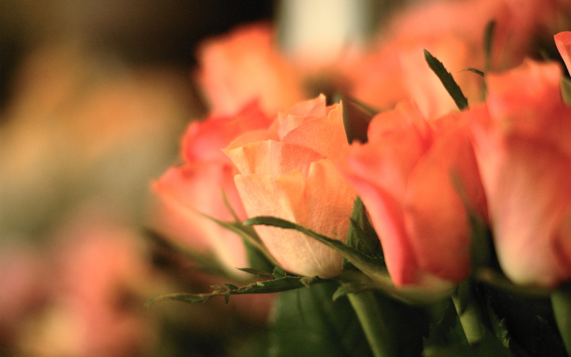 roses roses fleurs foyer bouquet