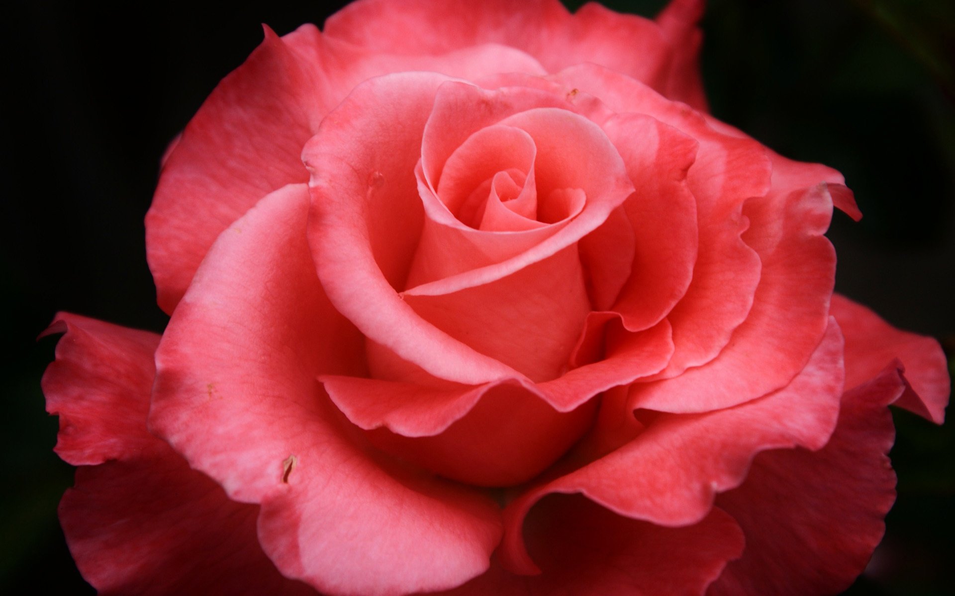 fiore rosa rosa macro petali