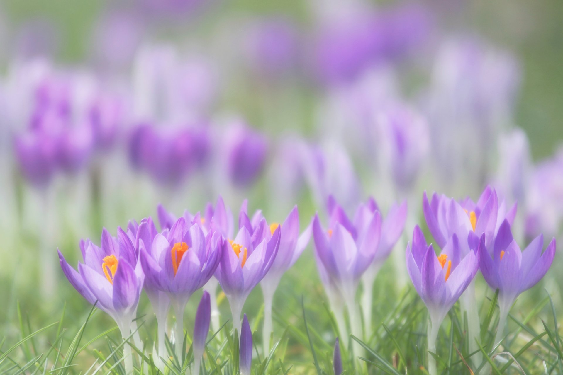 crocus purple petals flower grass spring close up blur