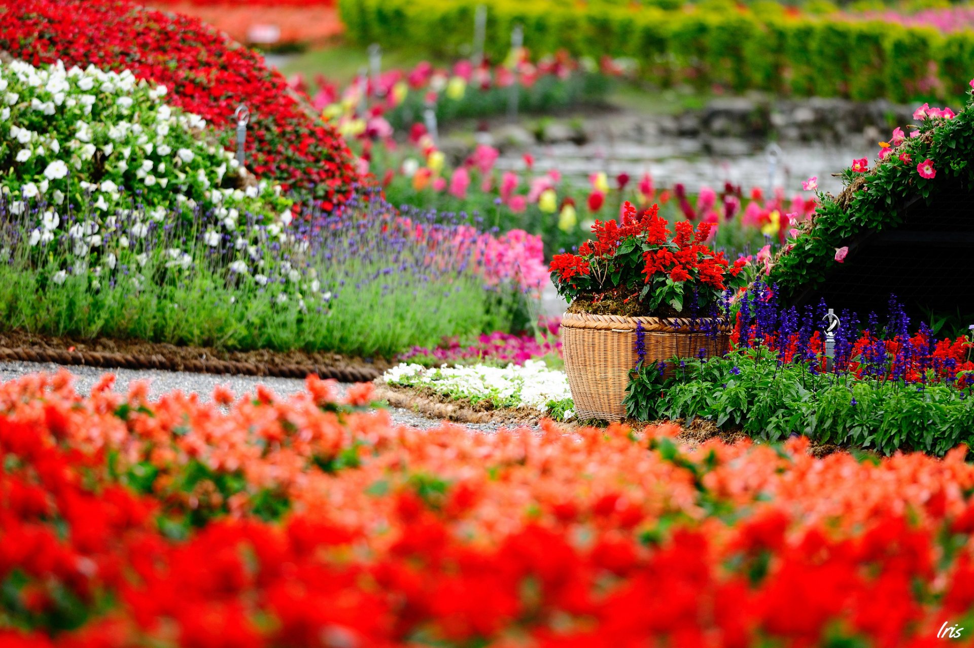 flores parque jardín maceta plantador floración brillante mucho salvia