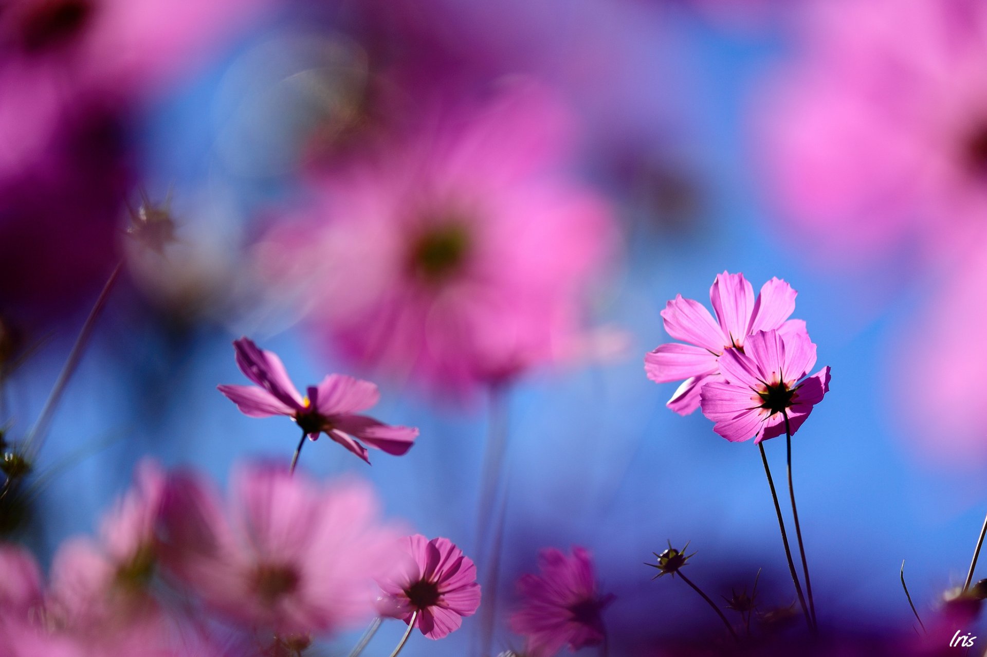 close up flower kosmeya field pink blur