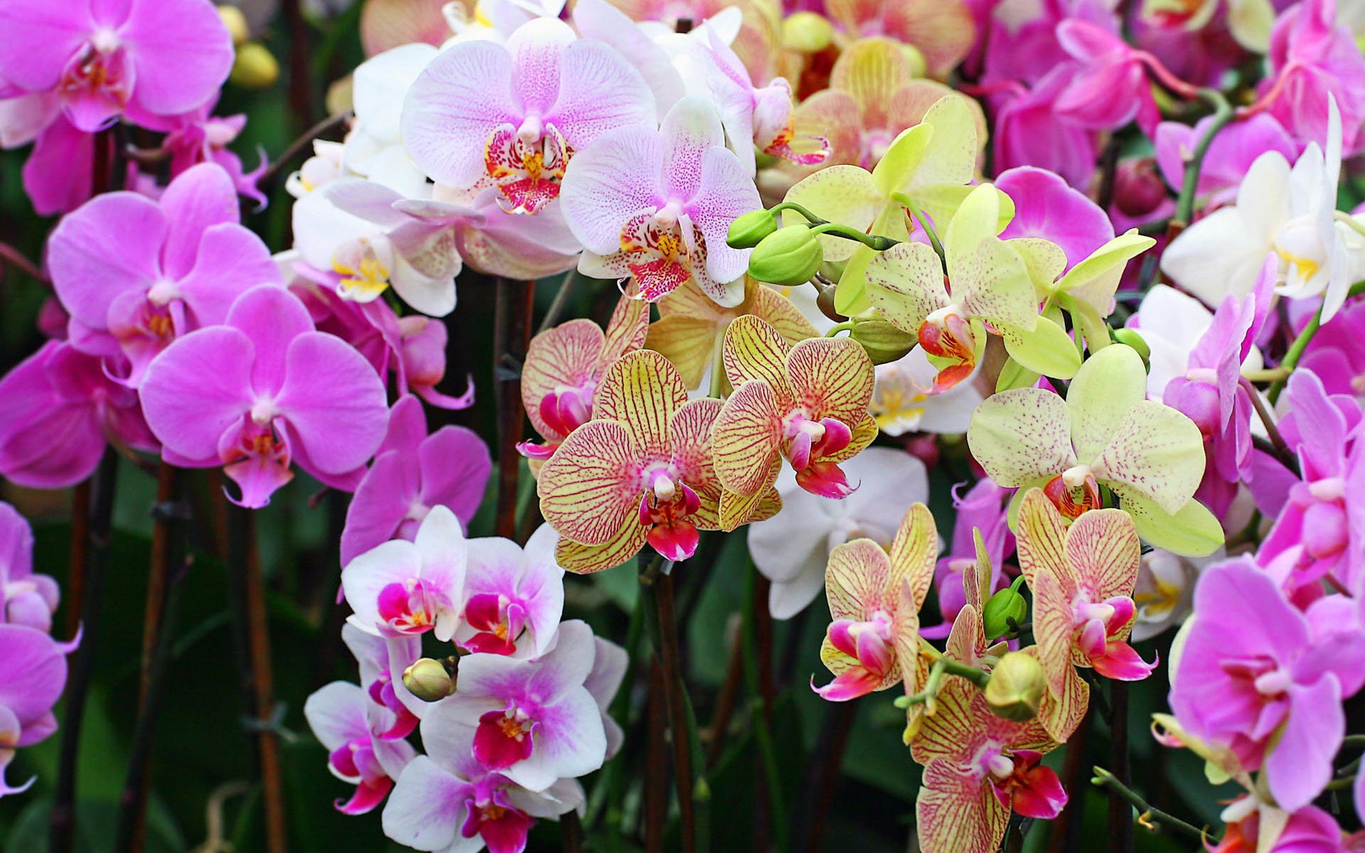 orquídeas orquídea flores flor phalaenopsis ramo naturaleza