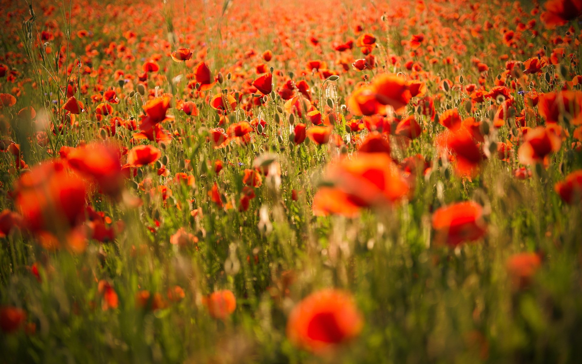 amapolas campo naturaleza