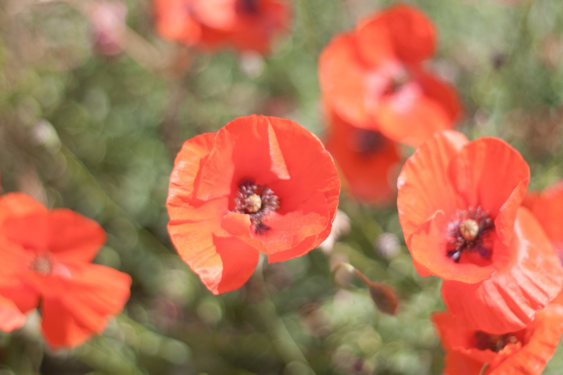 poppies flower petals red field blur summer bright