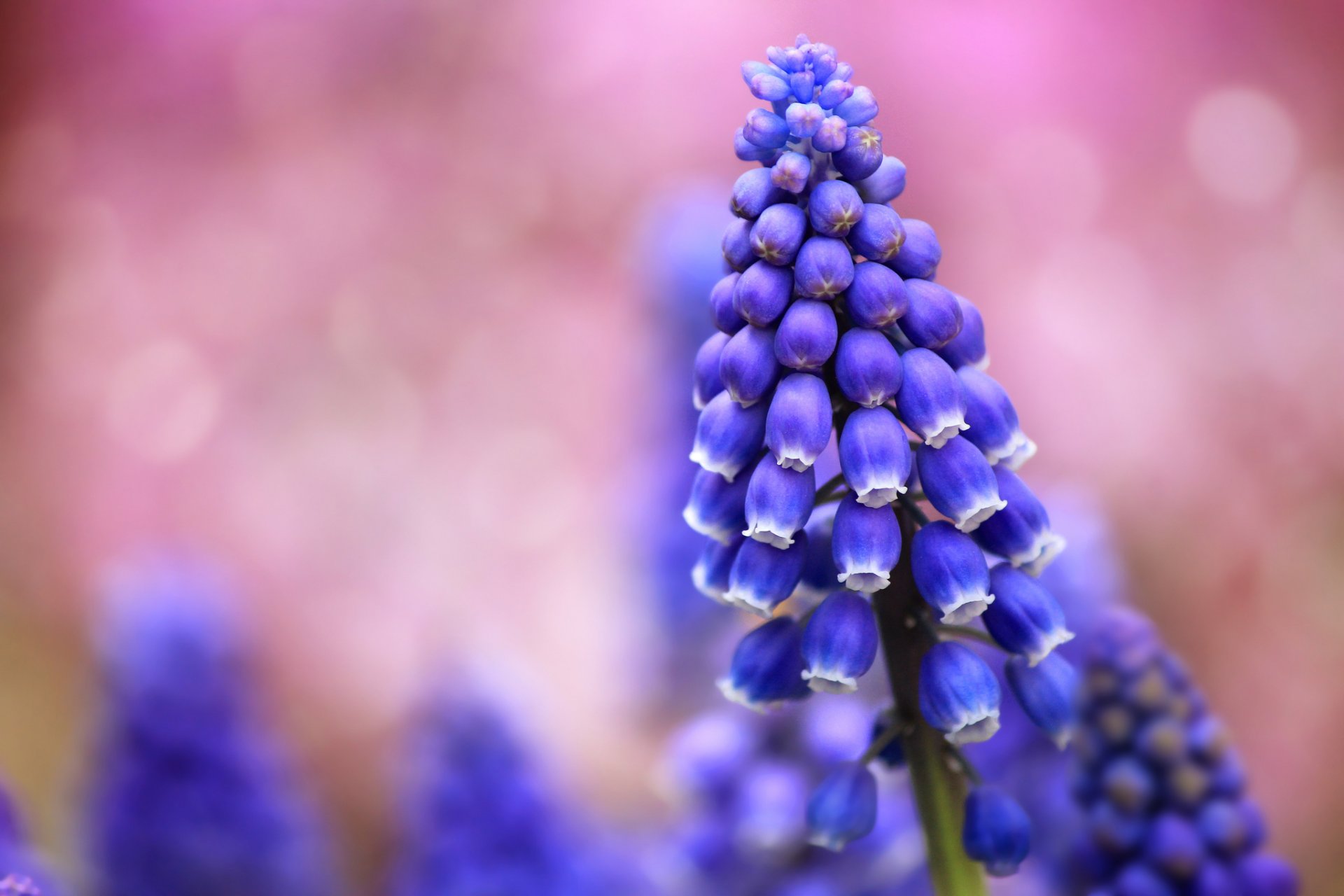 muscari niebieski kwiaty pole makro rozmycie różowy tło pasemka