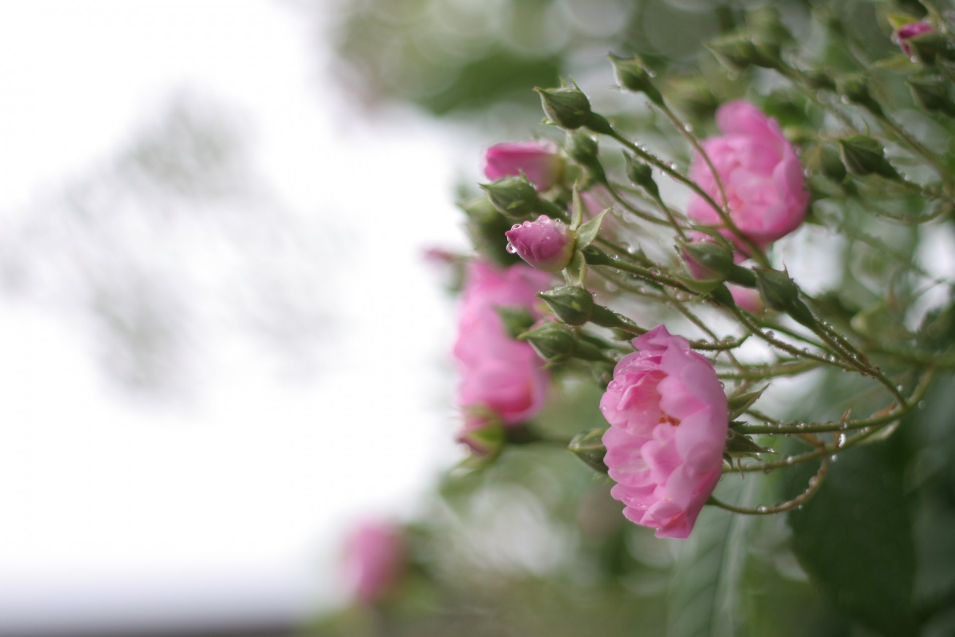 roses rose pétales fleurs feuilles buisson verdure gouttes pluie eau flou nature gros plan