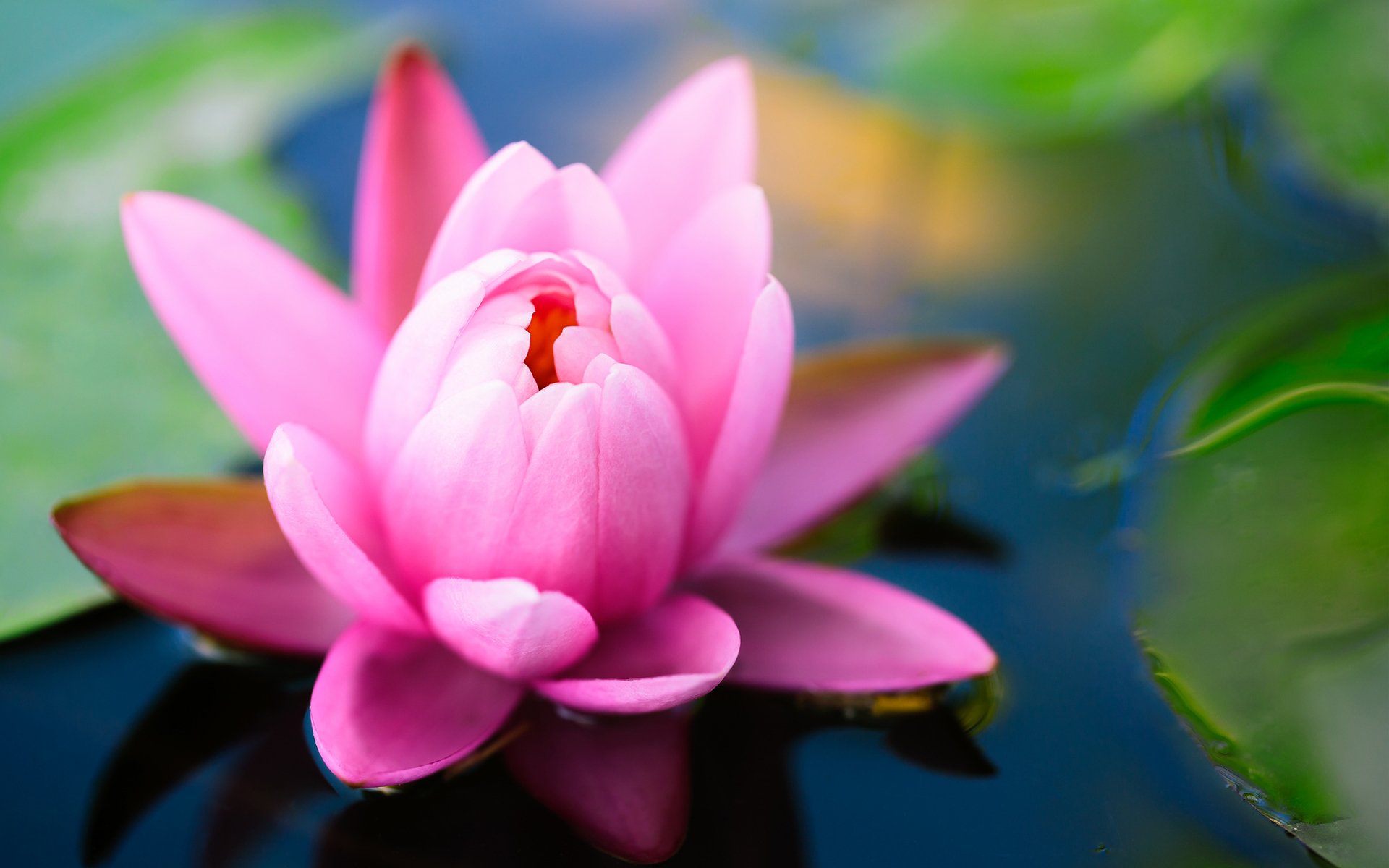 flower water lily waterlily pink lotus pond leaves green