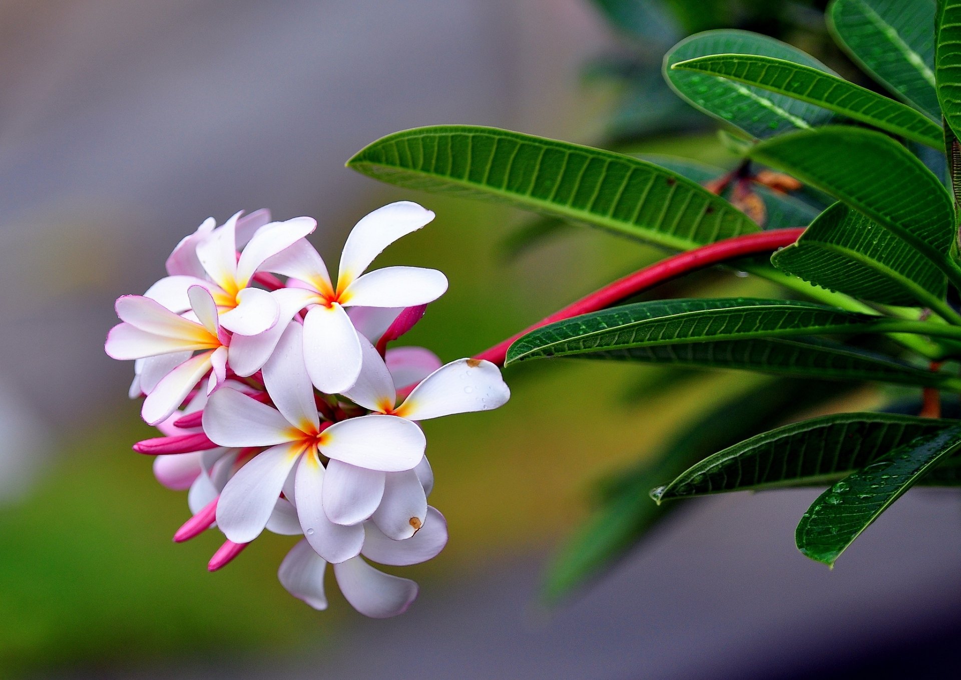 plumeria infiorescenza macro