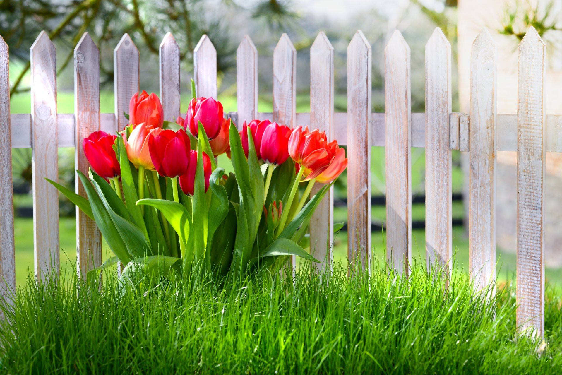 flowers tulips spring grass fence spring nature