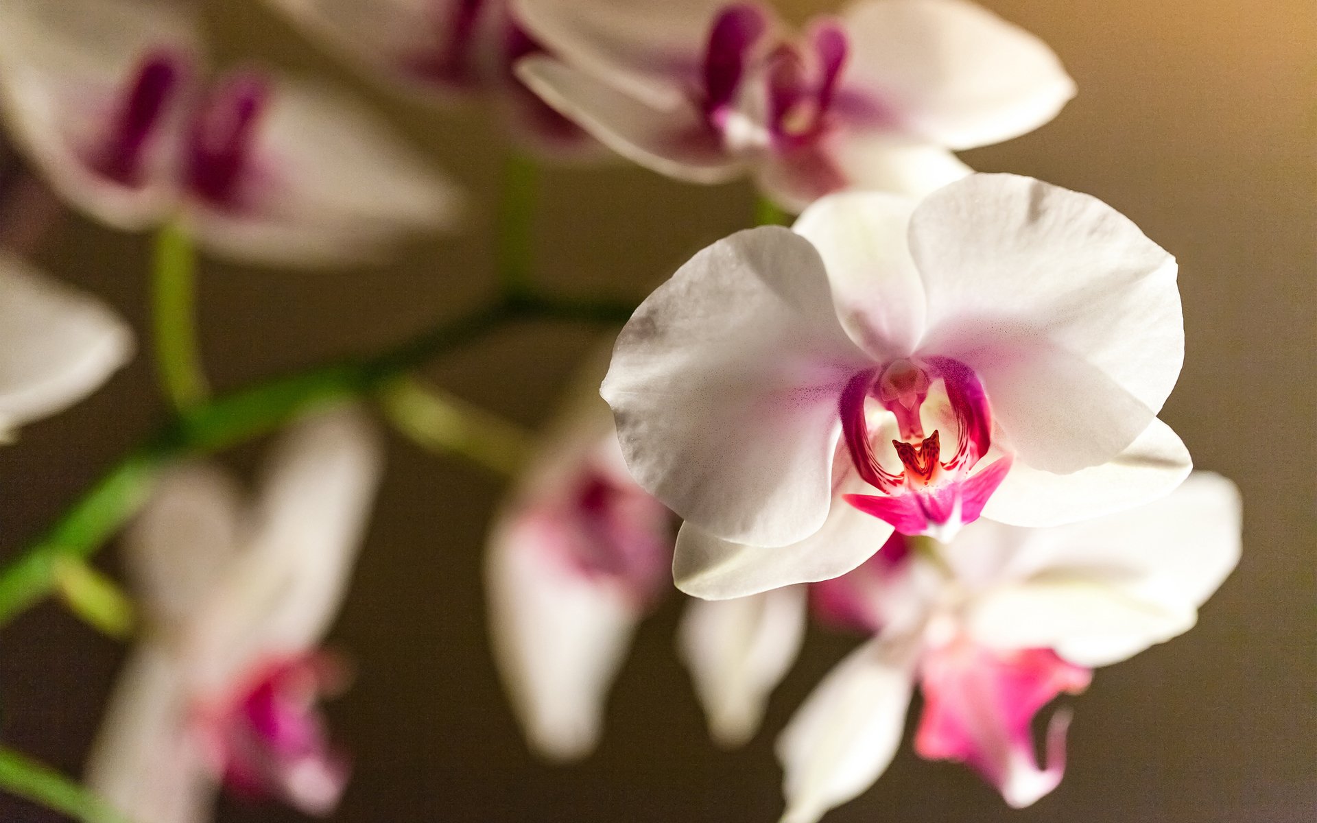 flor orquídea falinopsis rama blanco-rosa