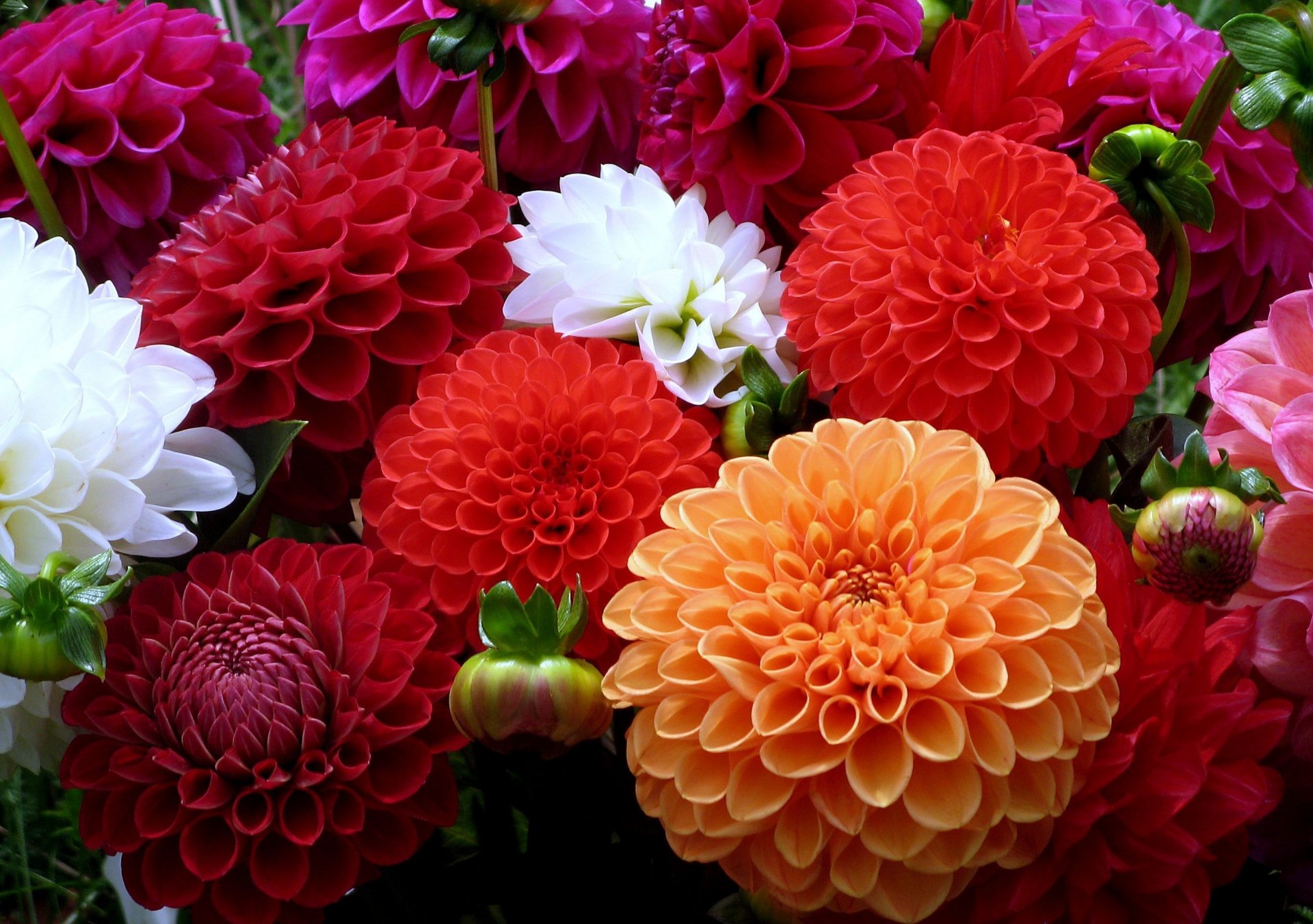 fleurs dahlias multicolore orange rouge blanc